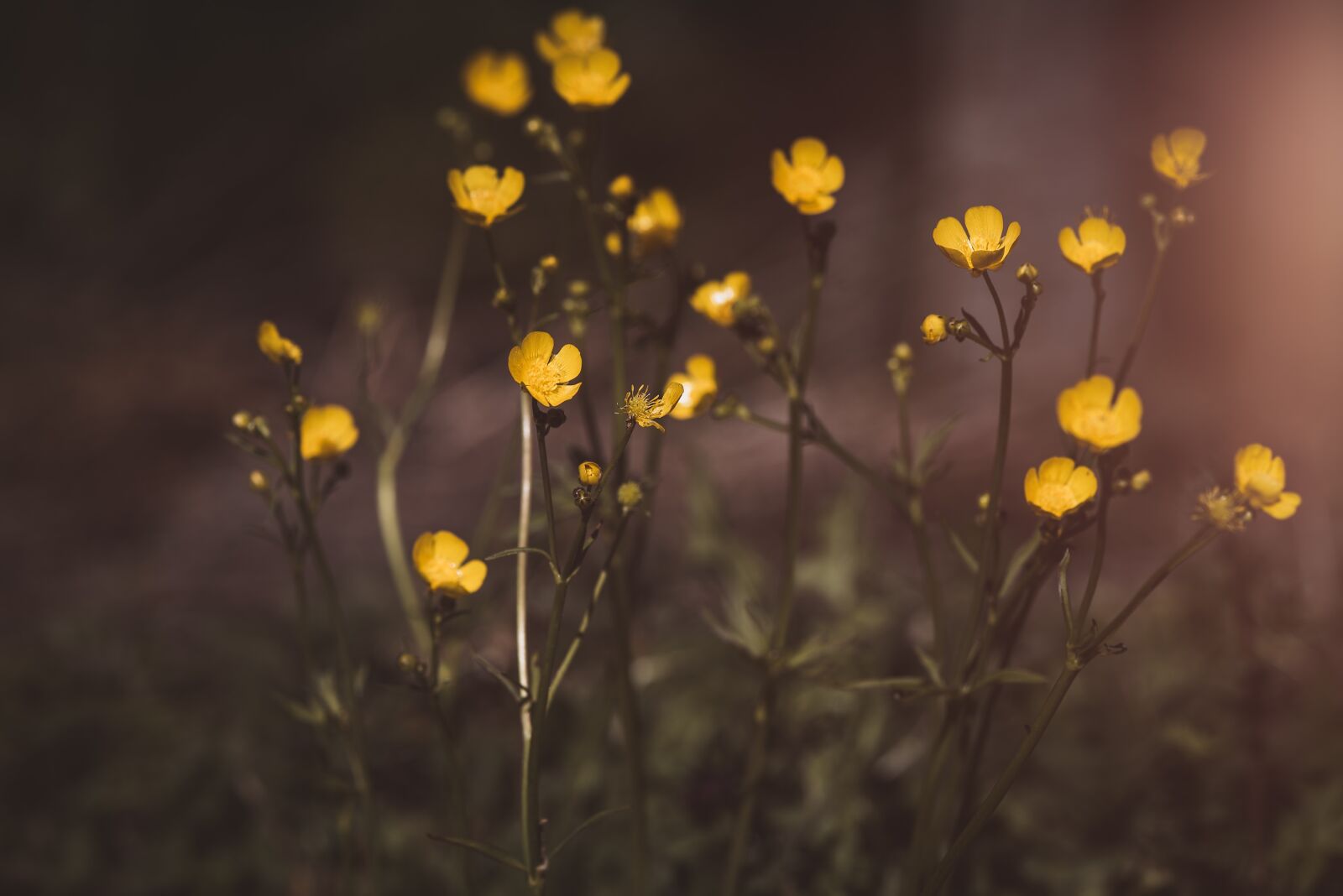 Nikon D750 sample photo. Buttercup, flowers, hahnenfu gew photography