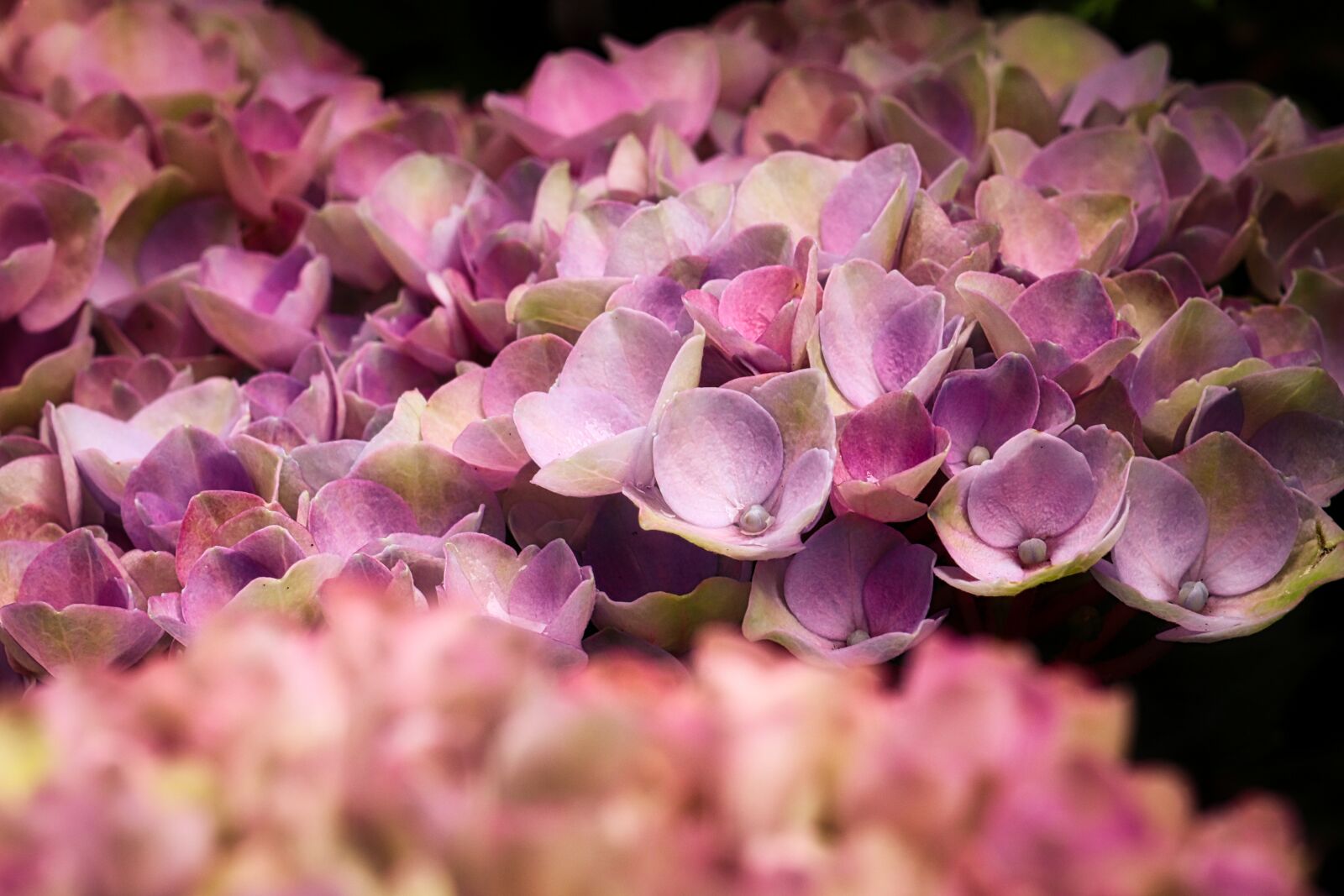 Canon EOS 200D (EOS Rebel SL2 / EOS Kiss X9) sample photo. Hydrangeas, blossom, bloom photography