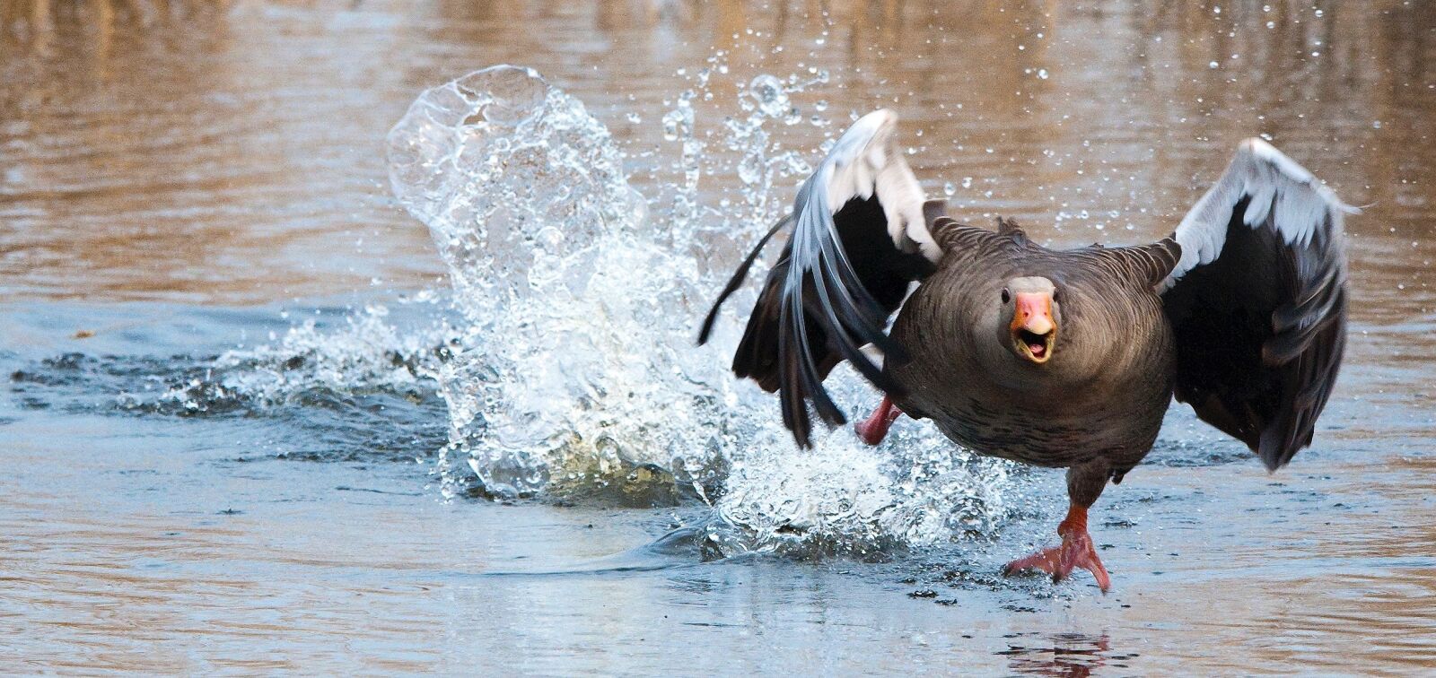 Nikon D300 sample photo. Greylag goose, goose, water photography