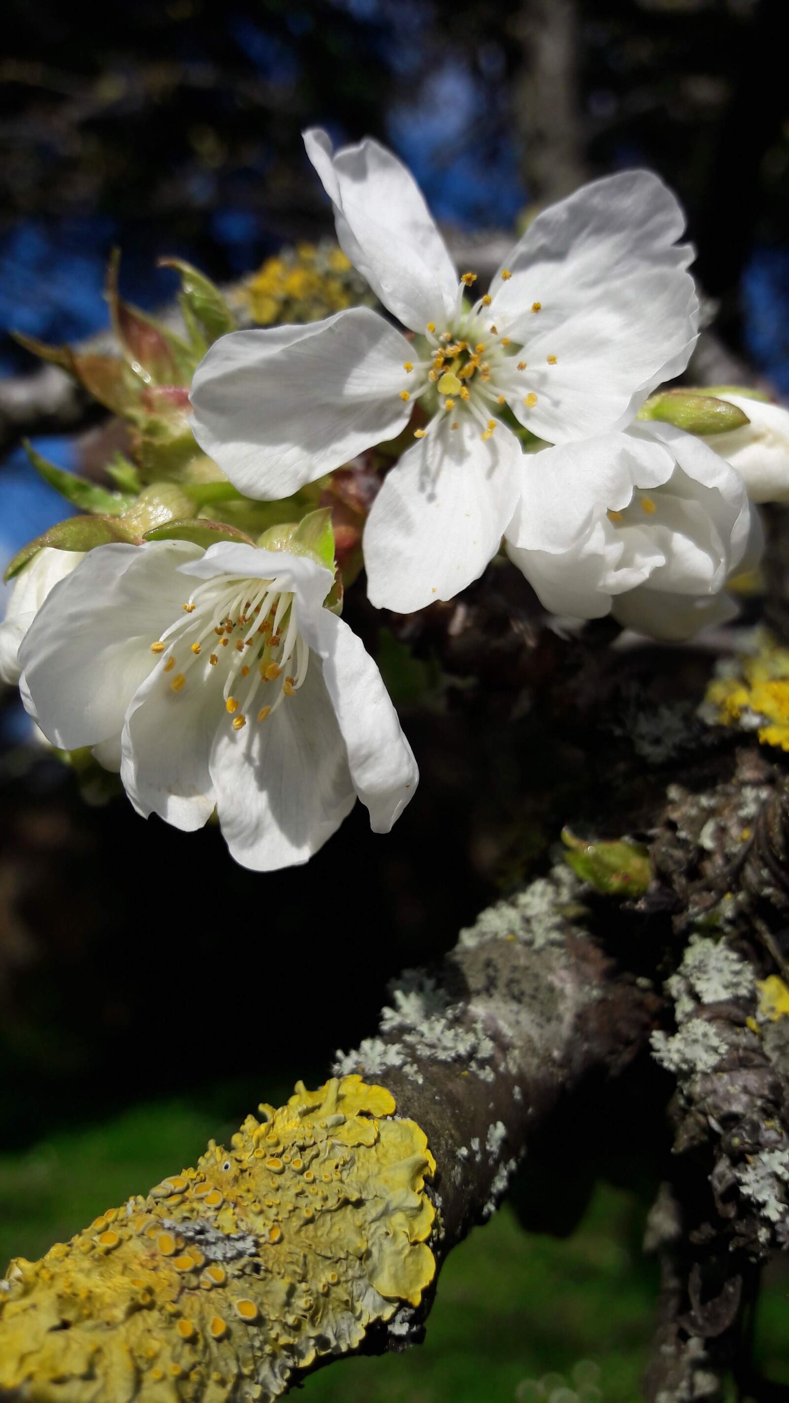 Samsung Galaxy A5(2016) sample photo. Flower, cherry, spring photography