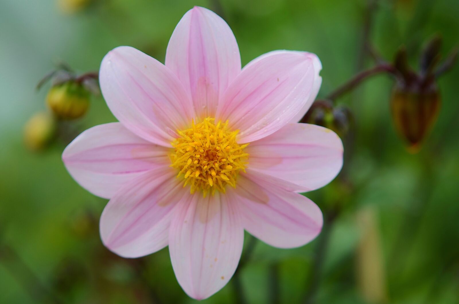 Nikon D7000 sample photo. Flower, natur, spring photography