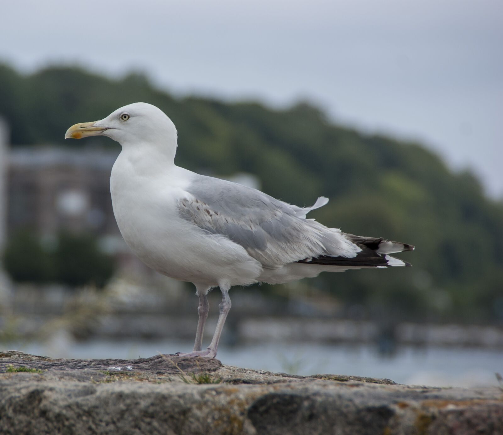 Sony Alpha DSLR-A350 sample photo. Seagull, bird, sea photography