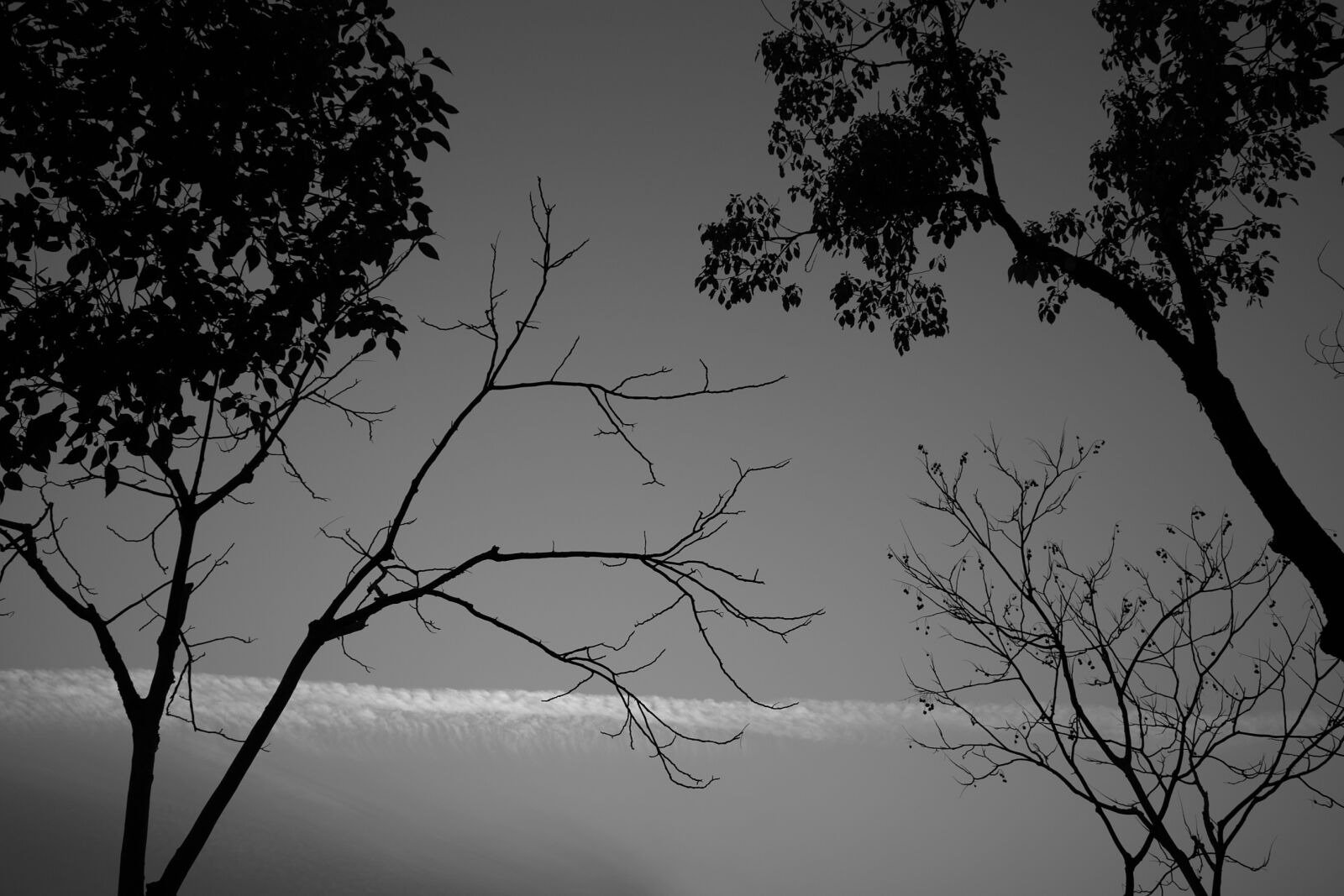 Sigma DP1x sample photo. Tree, monochrome, landscape photography