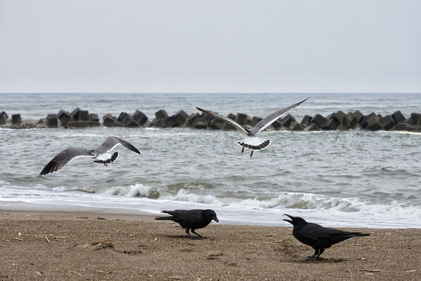 Nikon 1 Nikkor VR 30-110mm F3.8-5.6 sample photo. Animal, sea, beach photography