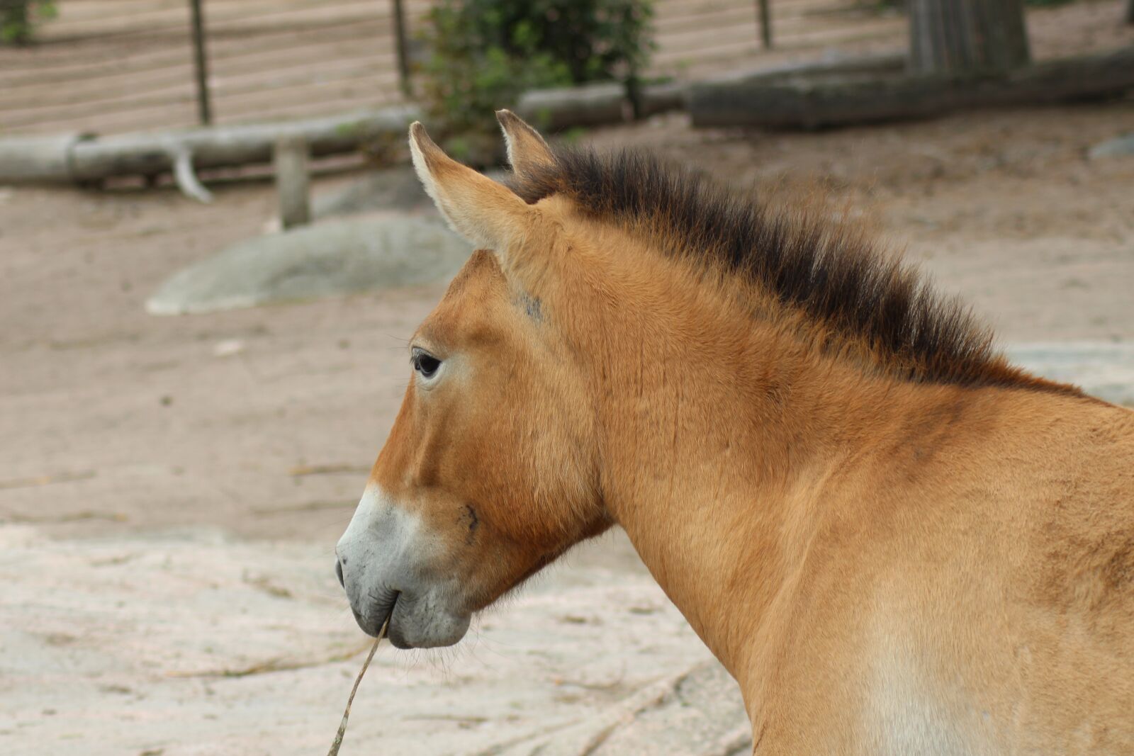 Canon EOS 700D (EOS Rebel T5i / EOS Kiss X7i) sample photo. Horse, zoo, korkesaari photography