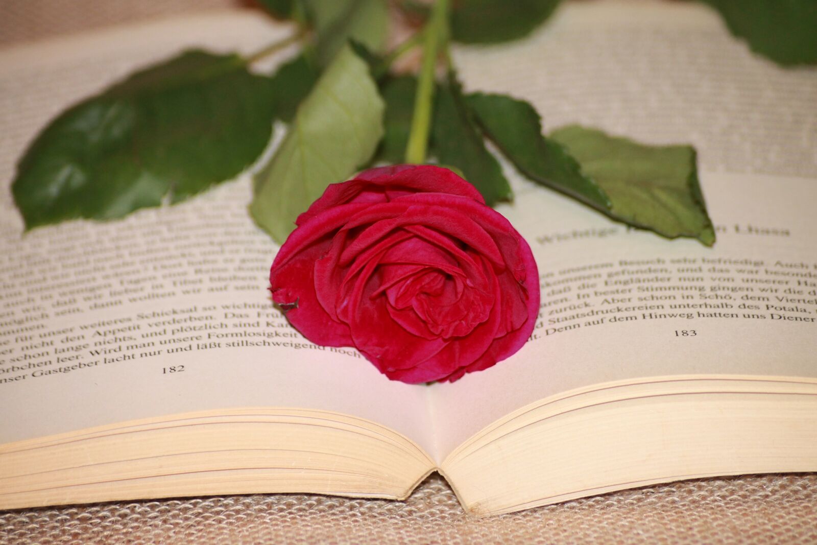 Canon EOS 1100D (EOS Rebel T3 / EOS Kiss X50) sample photo. Book, read, rose photography