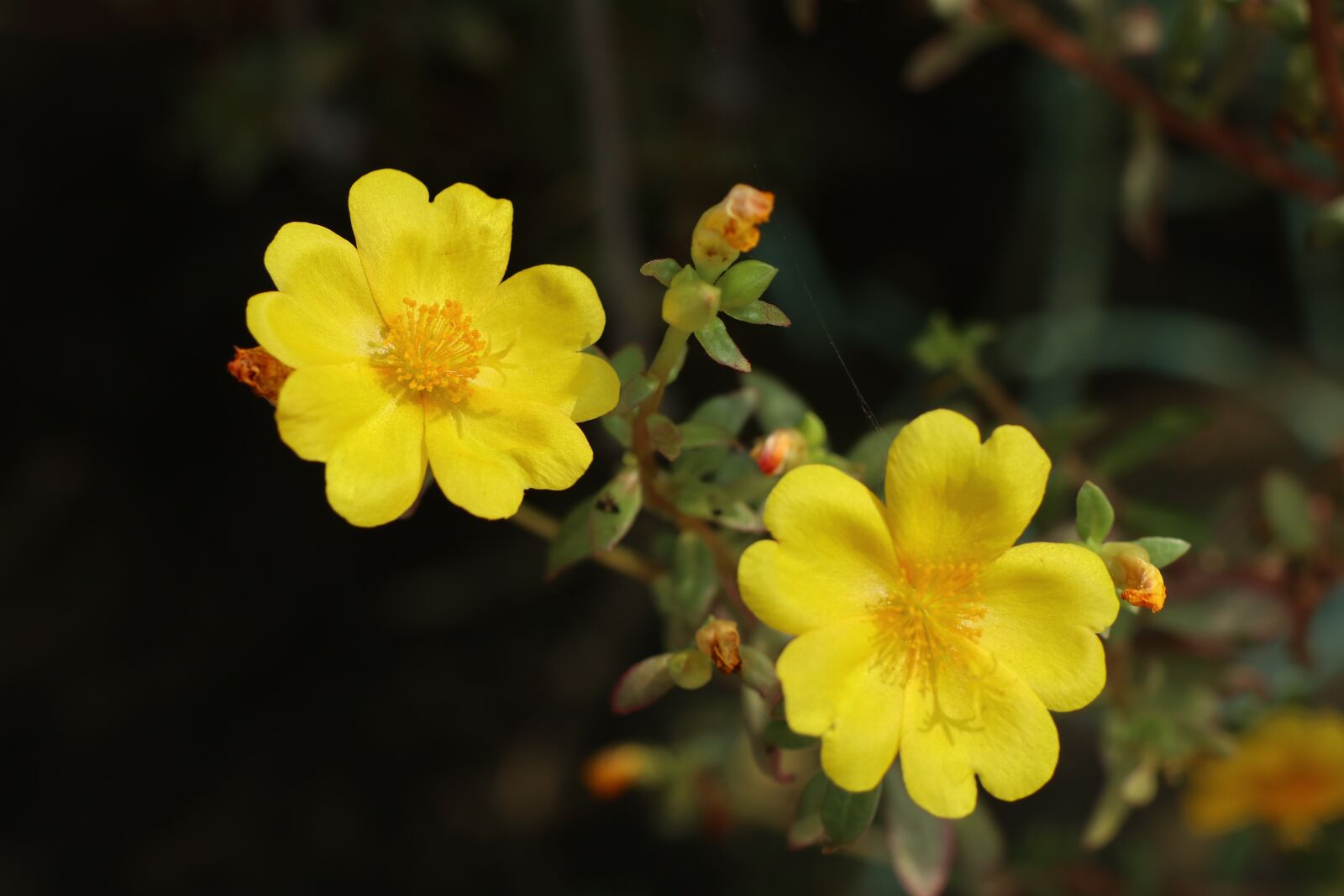 Canon EF-M 18-150mm F3.5-6.3 IS STM sample photo. Two yellow wild flower photography
