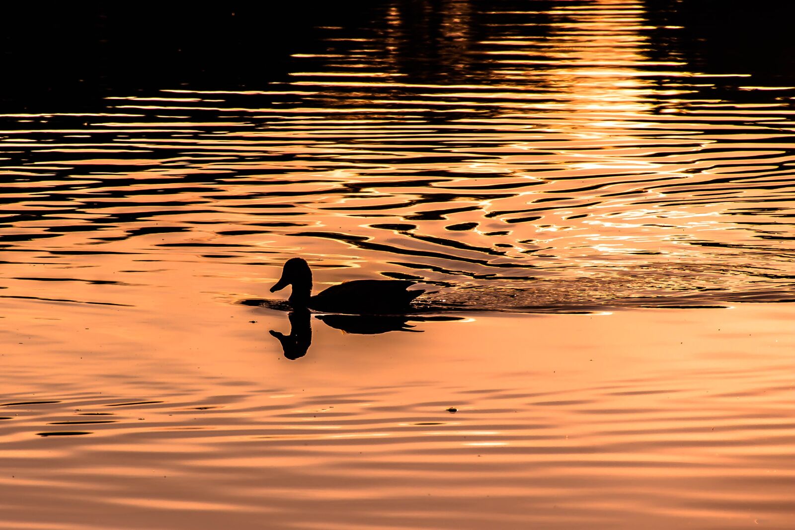 Canon EOS 650D (EOS Rebel T4i / EOS Kiss X6i) sample photo. Water, wave, in evening photography
