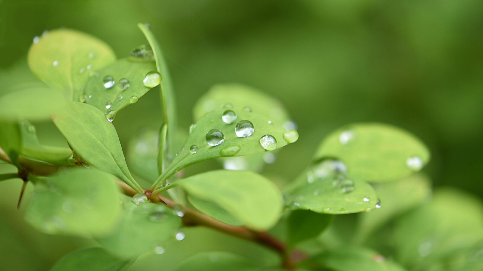 Nikon D5600 sample photo. Plant, green, leaves photography