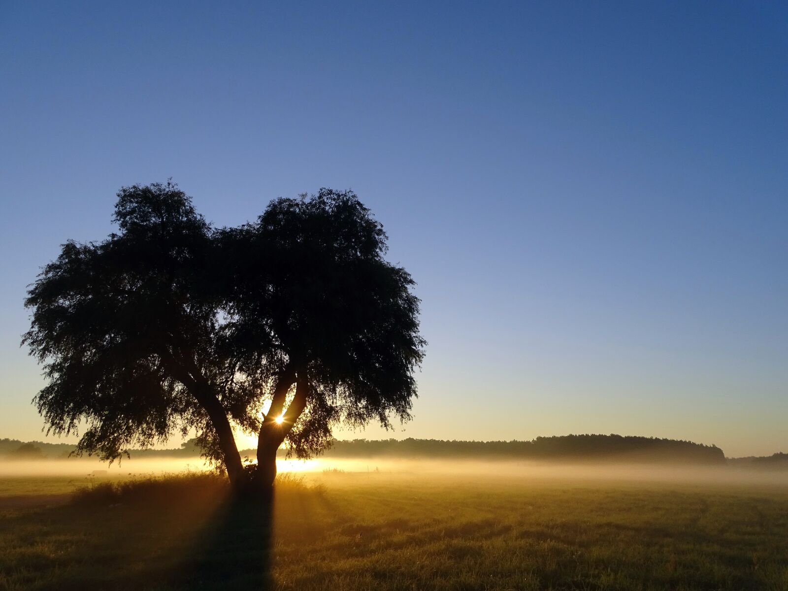 Sony Cyber-shot DSC-HX400V sample photo. Sunrise, ground fog, tree photography