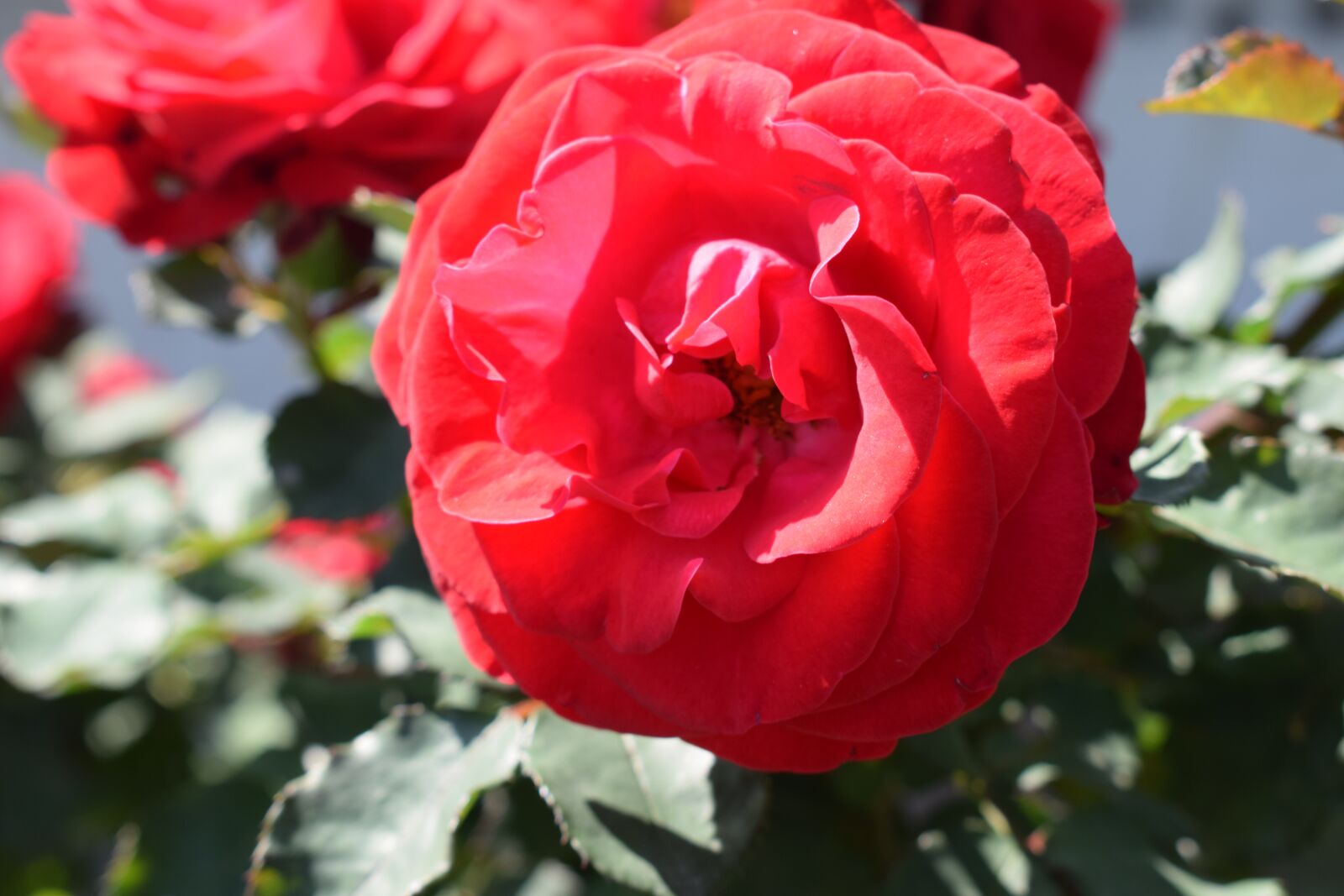 Nikon D5300 sample photo. Rose, red rose, romantic photography