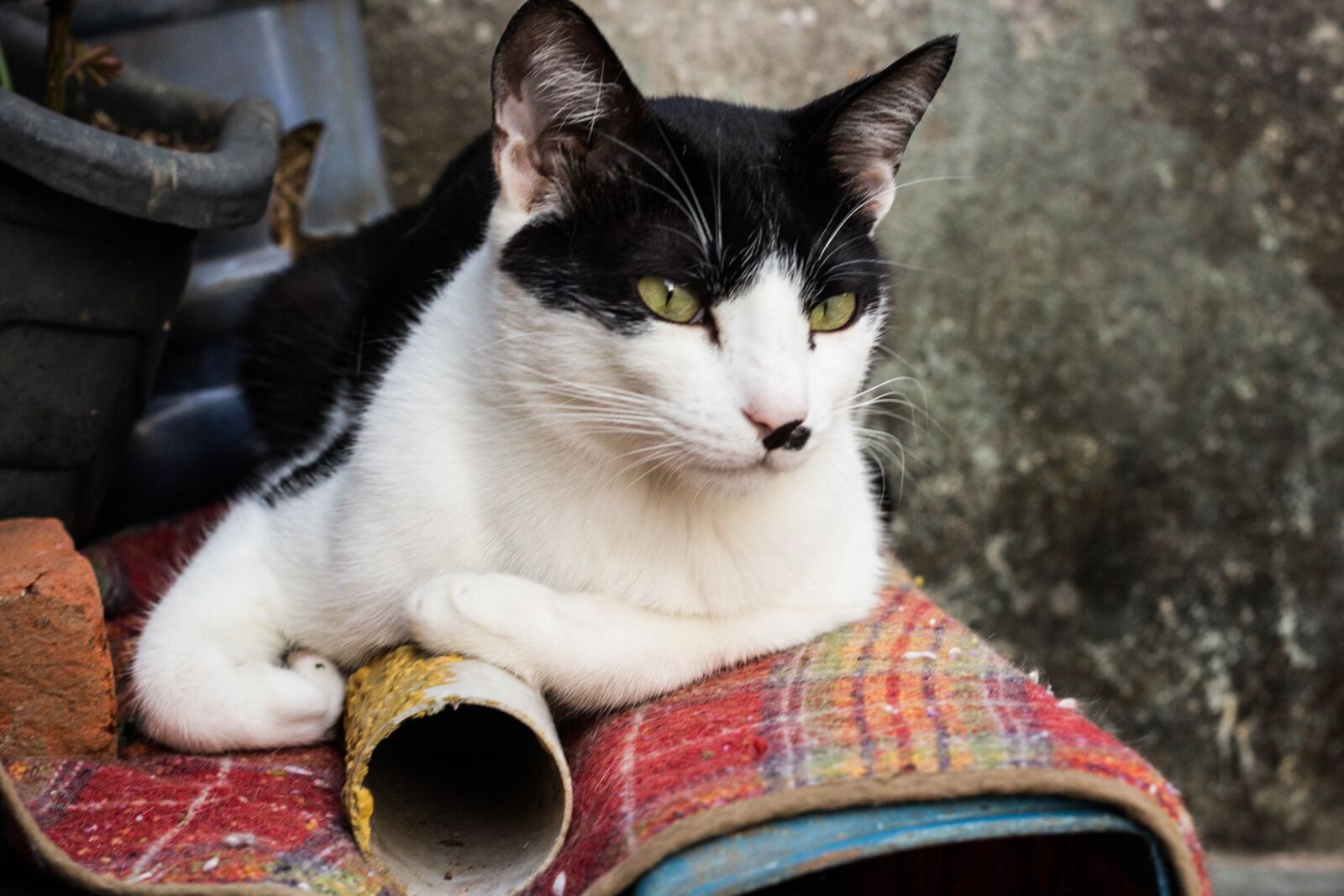 Canon EOS 60D sample photo. Cat, pet, animal photography