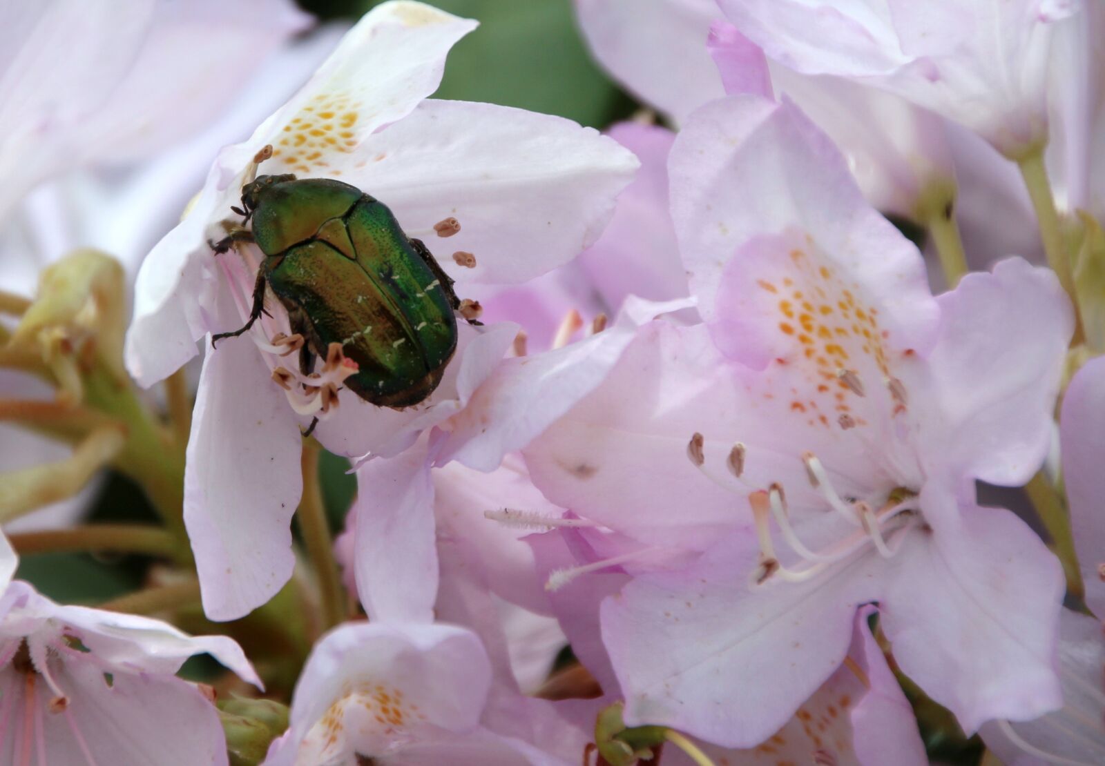 Canon EOS 650D (EOS Rebel T4i / EOS Kiss X6i) sample photo. Rose beetle, insect, green photography