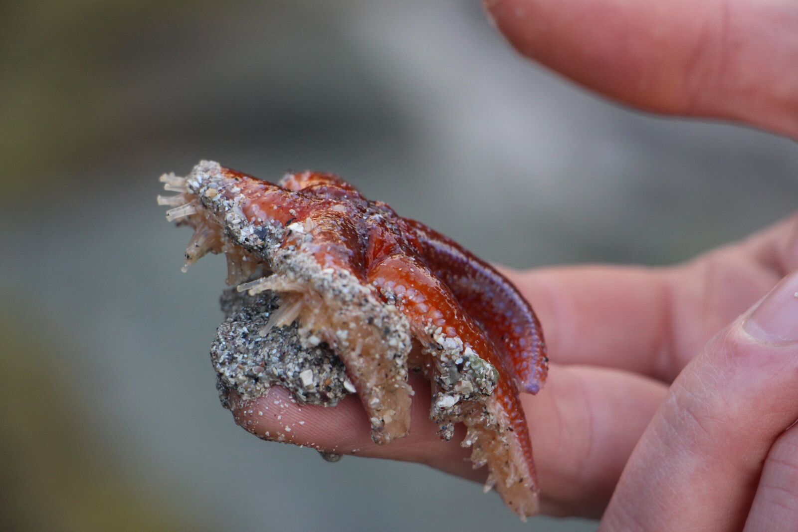 Canon EOS 700D (EOS Rebel T5i / EOS Kiss X7i) sample photo. Starfish, red, sea animal photography
