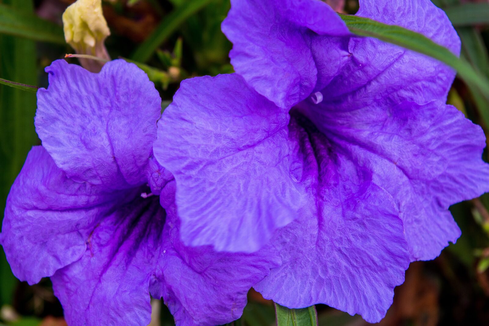 Pentax K-S2 sample photo. Petunia, purple, garden photography