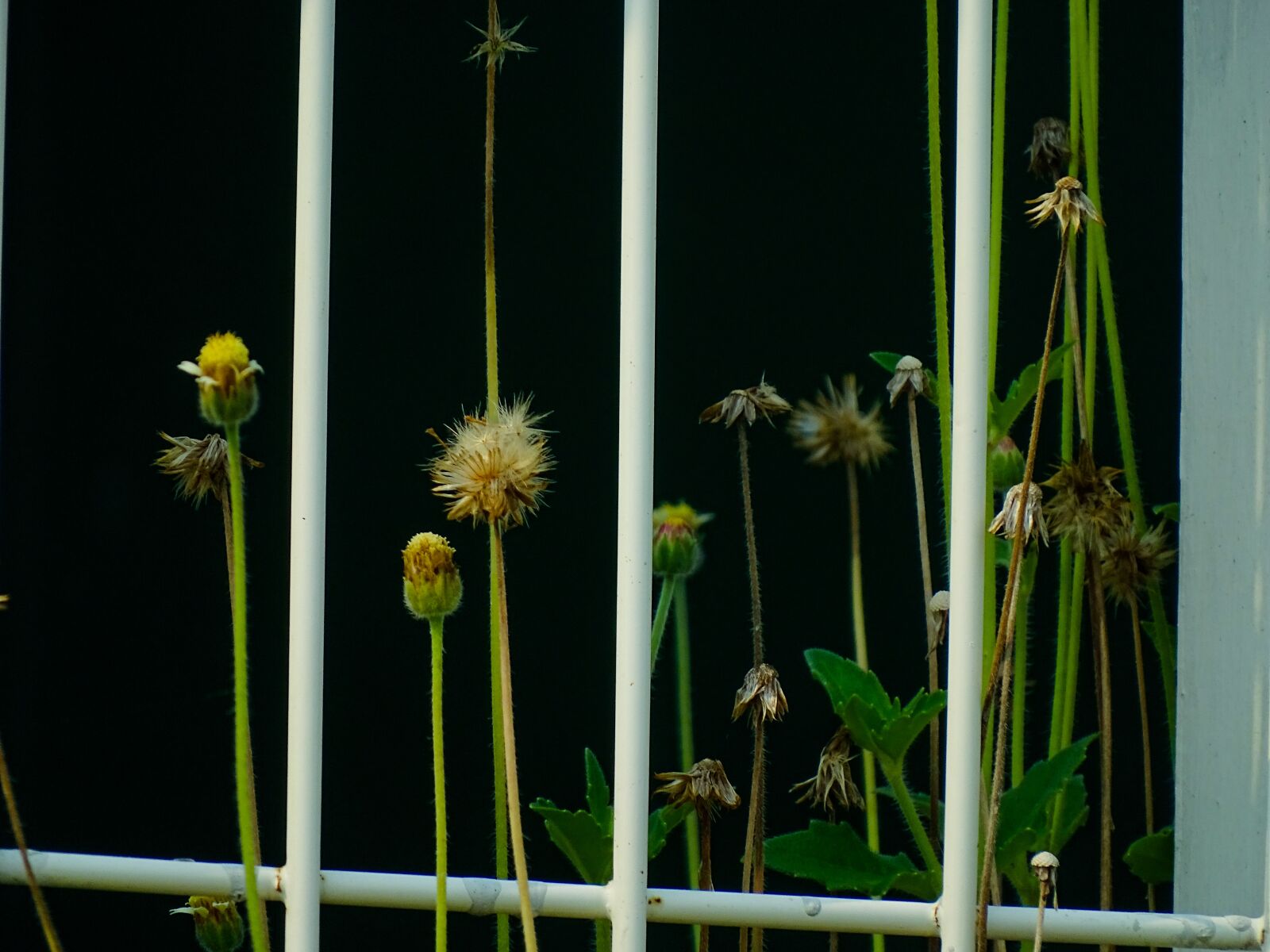 Sony Cyber-shot DSC-HX400V sample photo. Shadow, plant, nature photography