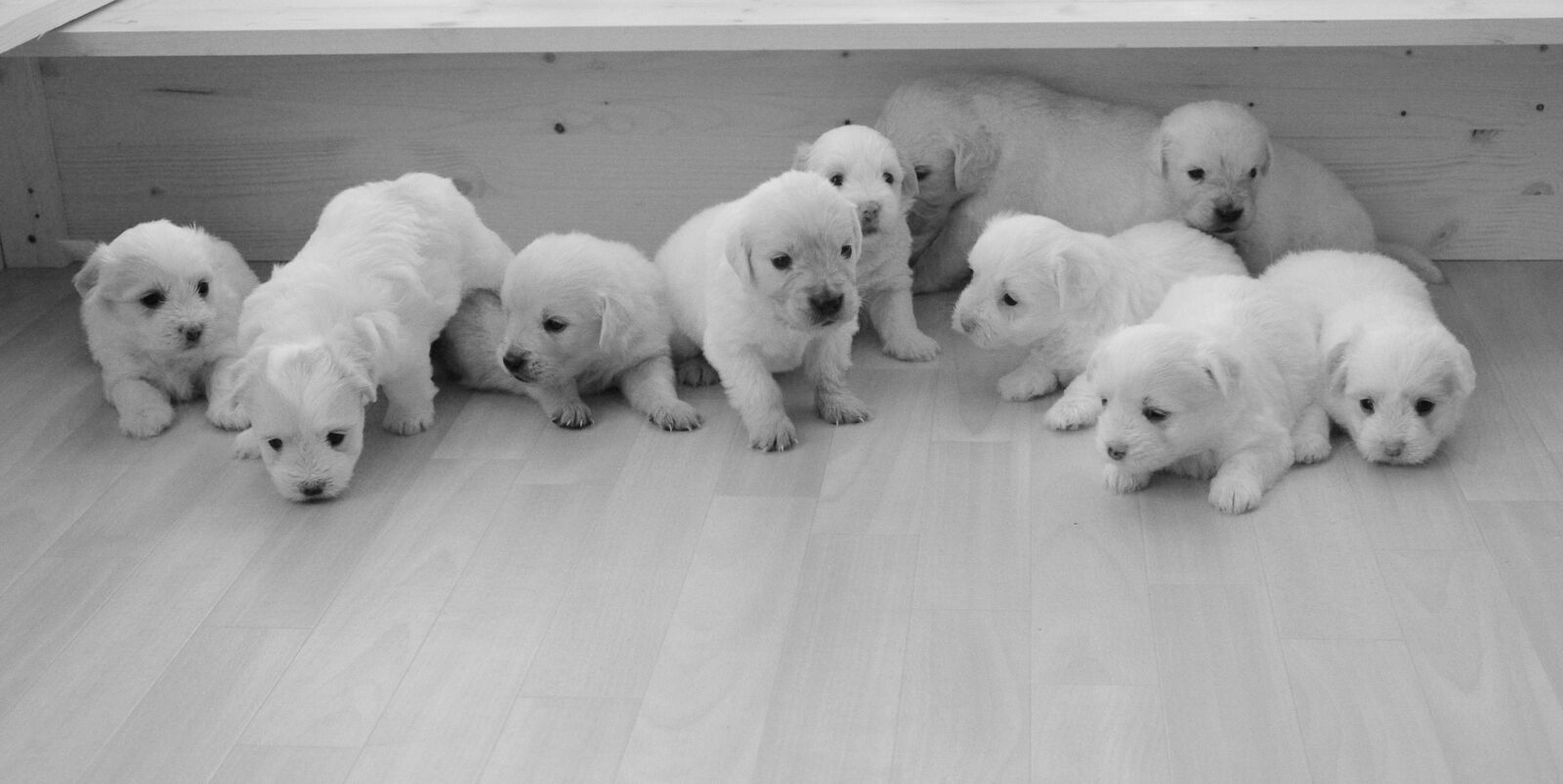 Nikon D5200 sample photo. Puppies, golden retriever, babies photography