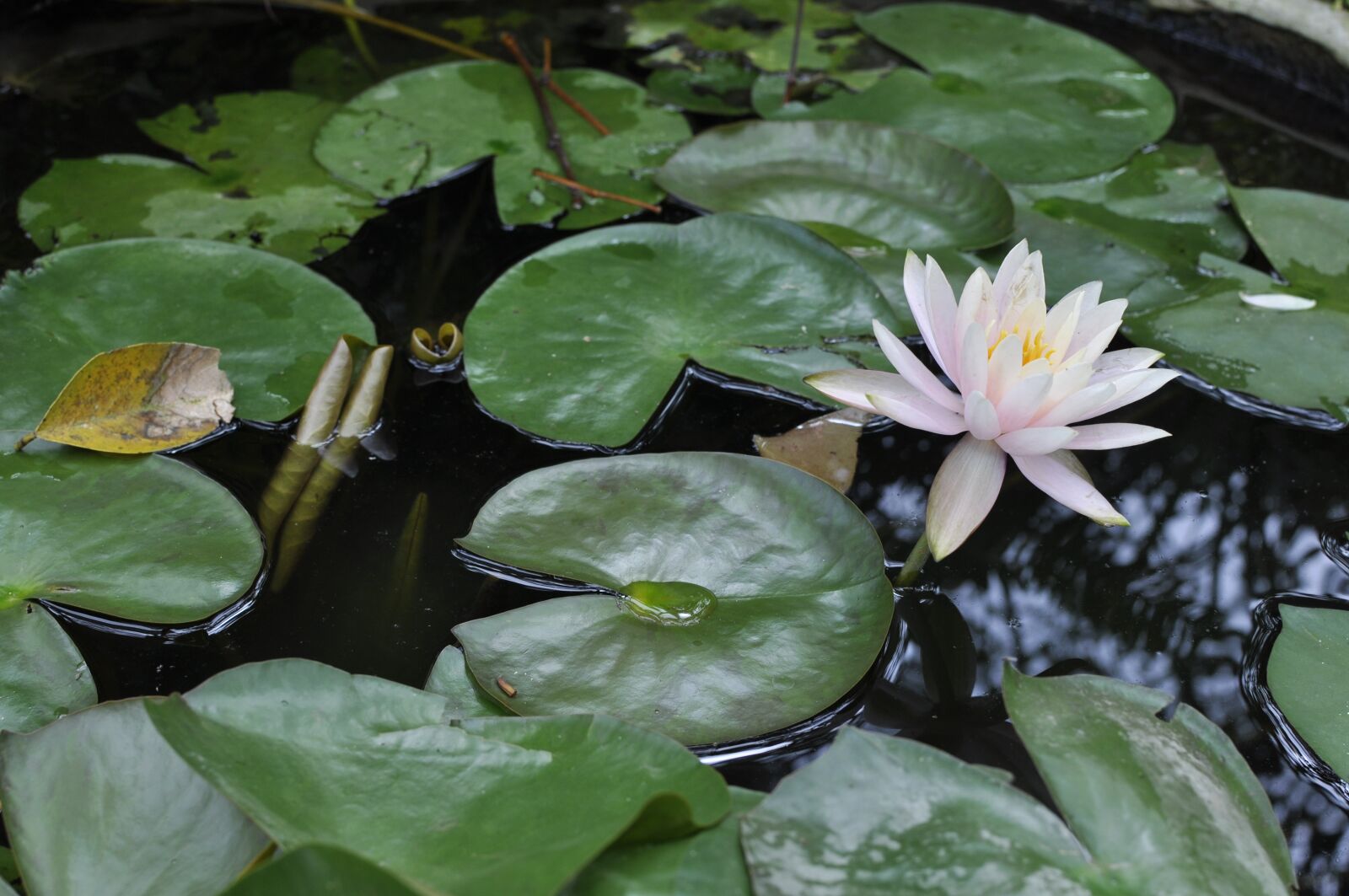 Nikon D90 sample photo. Lily, gun cotton, flower photography