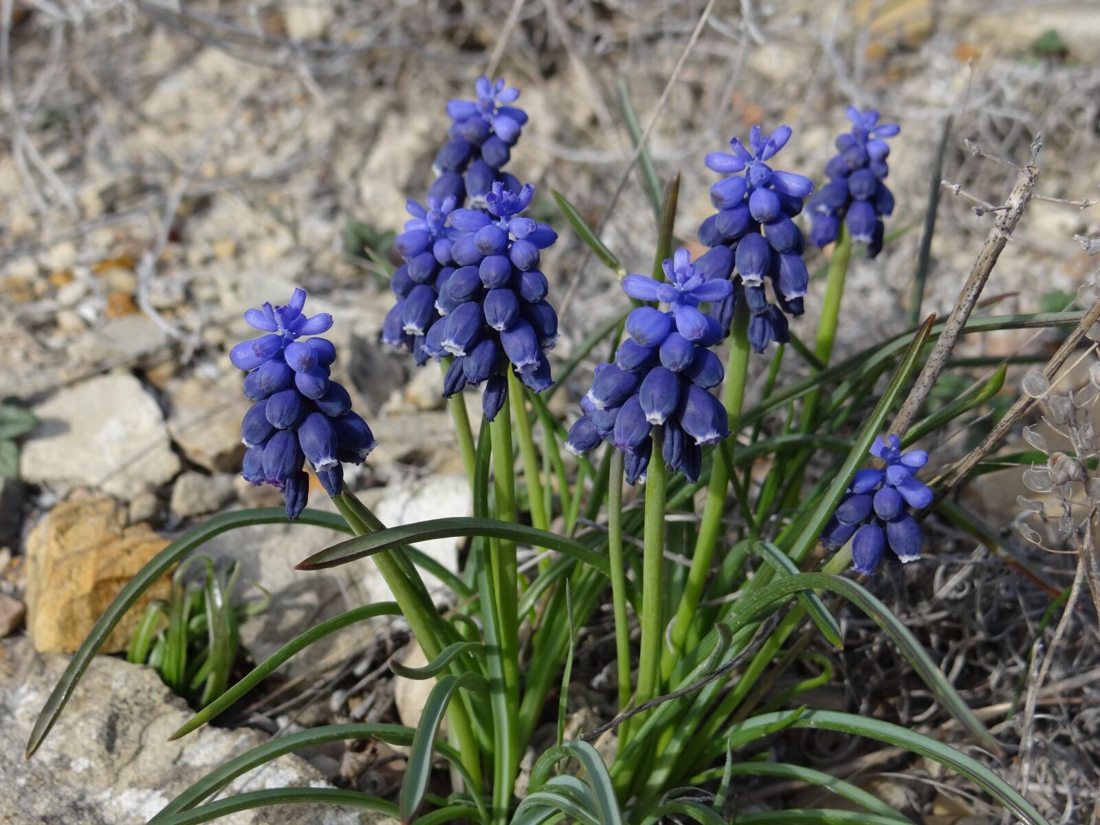 Sony Cyber-shot DSC-HX100V sample photo. Blue flower, flower, bloom photography