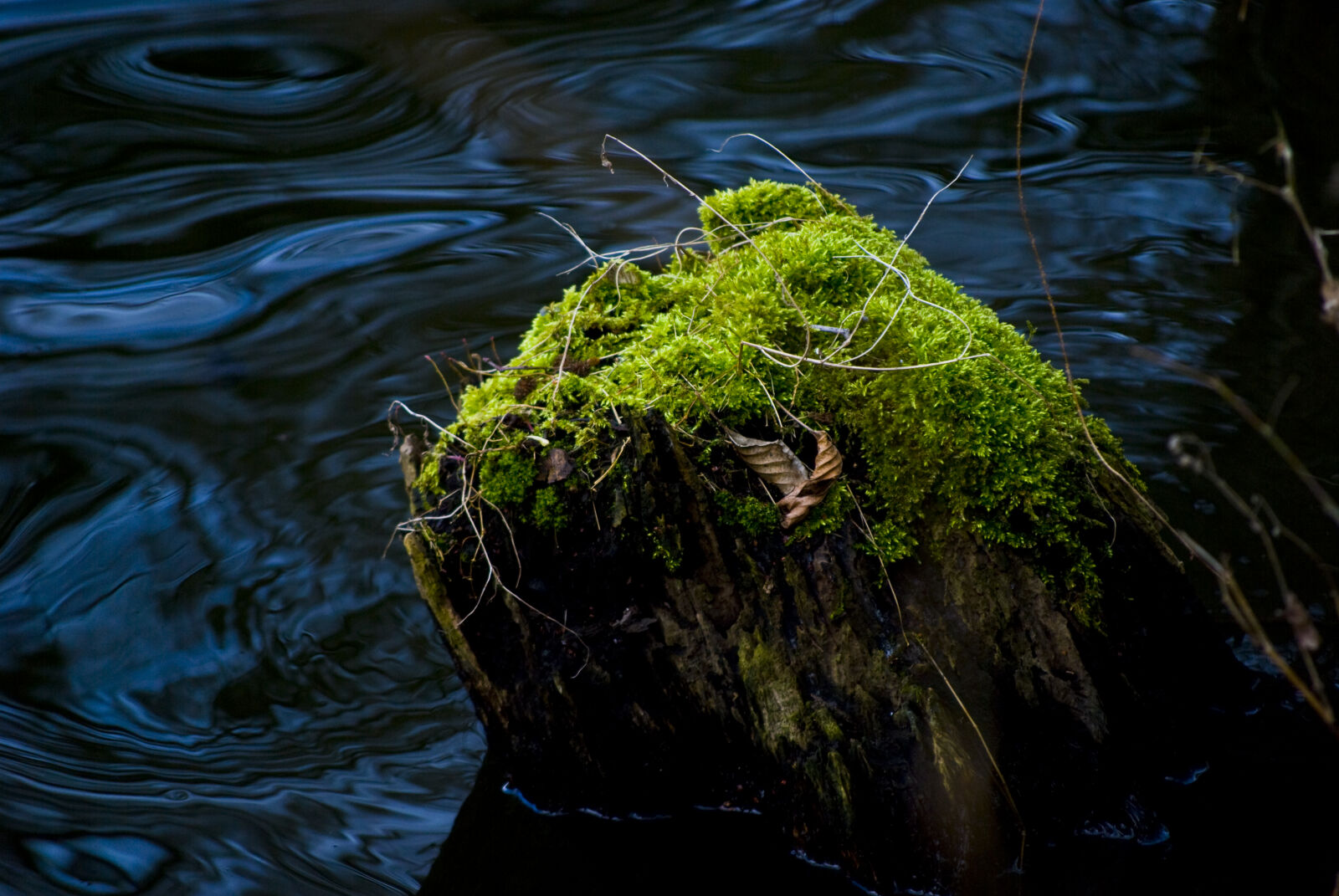 Nikon D60 sample photo. Forrest, kuznik, reserve, tree photography