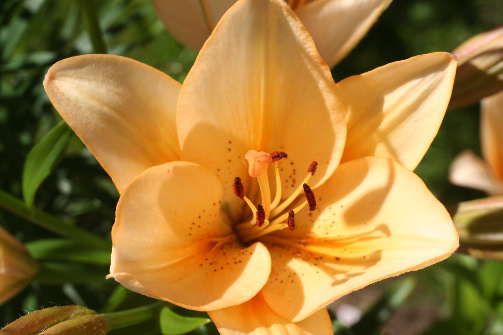 Canon EOS 350D (EOS Digital Rebel XT / EOS Kiss Digital N) sample photo. Flowers, lily, flower photography