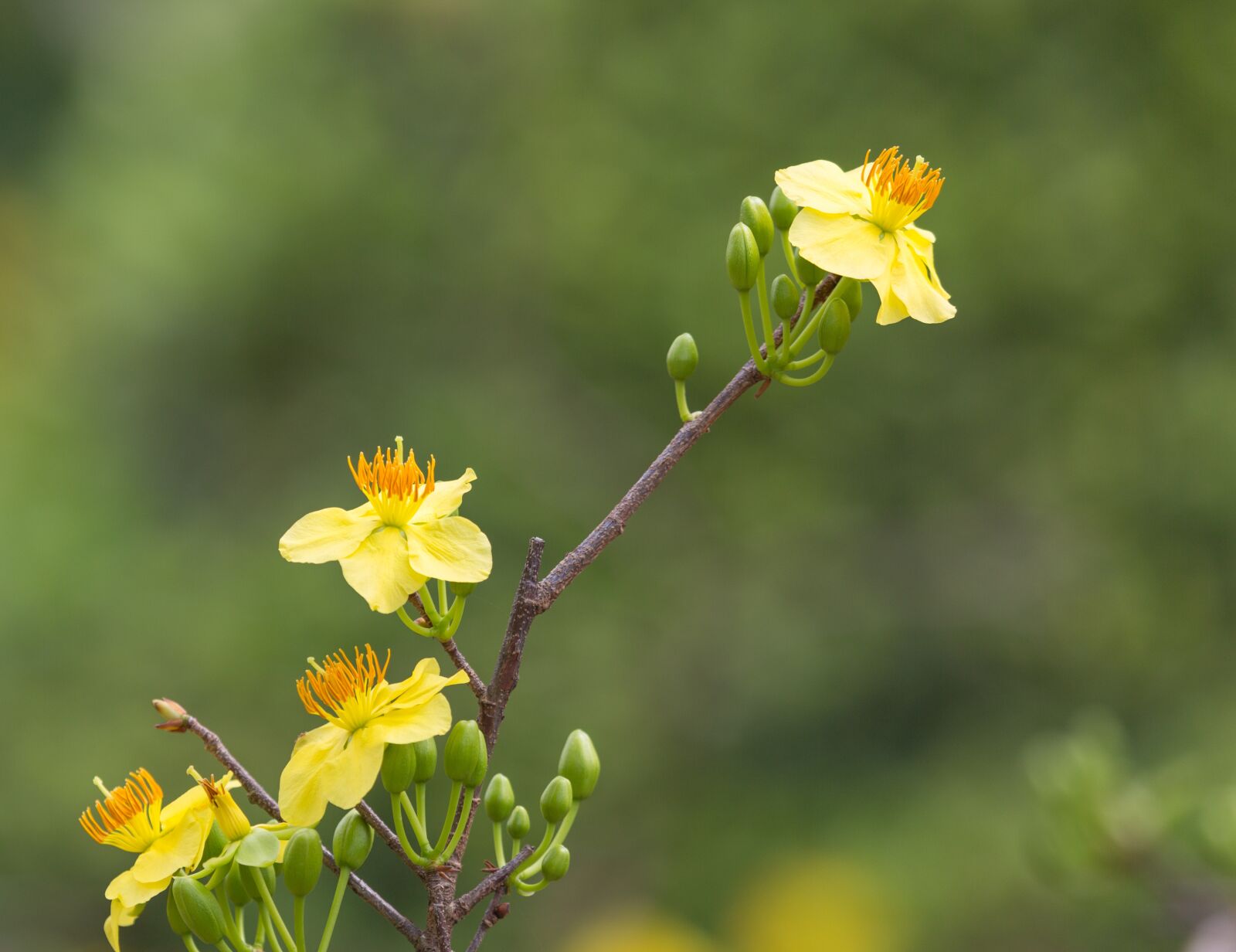 Canon EF 100-400mm F4.5-5.6L IS USM sample photo. Nature, flower, viet nam photography
