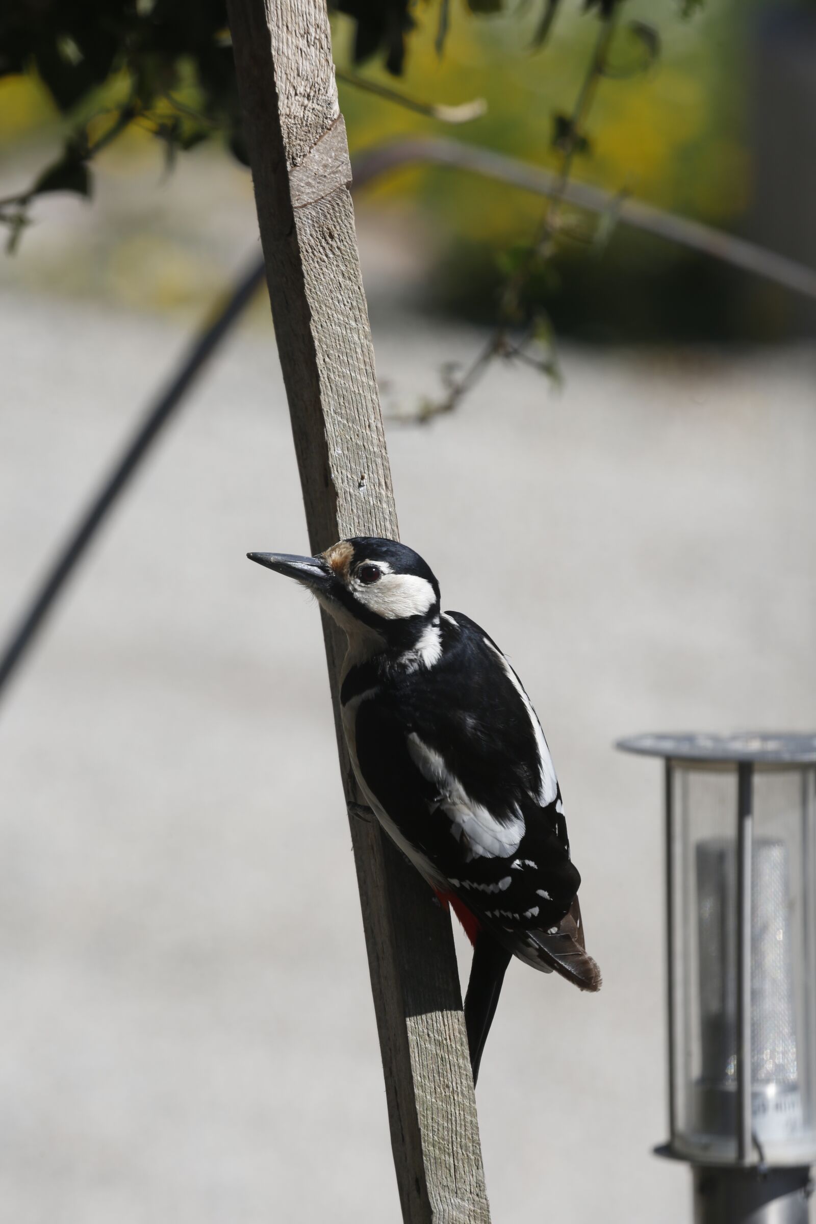 Canon EF 100-400mm F4.5-5.6L IS USM sample photo. Woodpecker, great spotted woodpecker photography