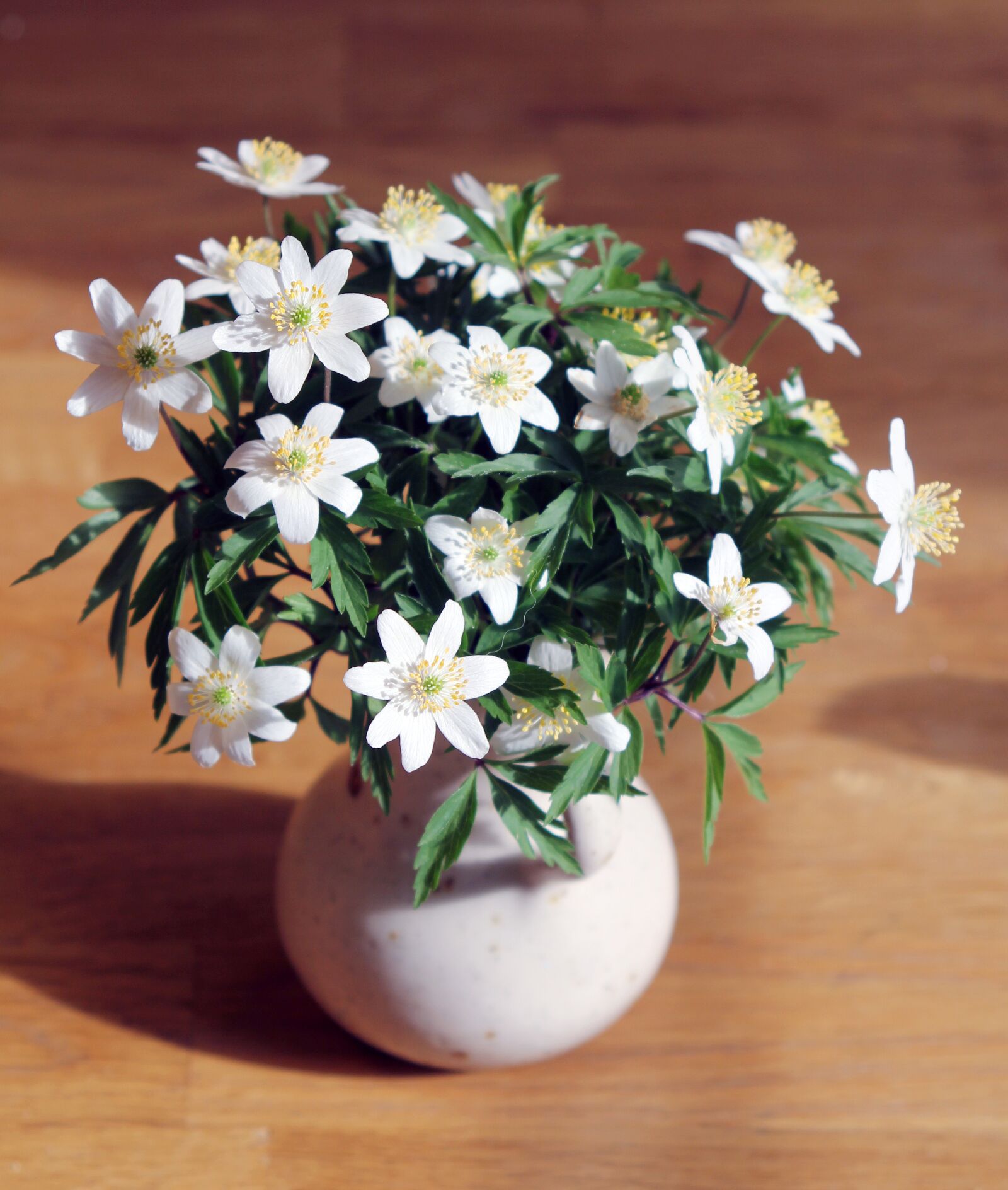 Canon EF 28-105mm f/3.5-4.5 USM sample photo. Wood anemone, spring, flowers photography