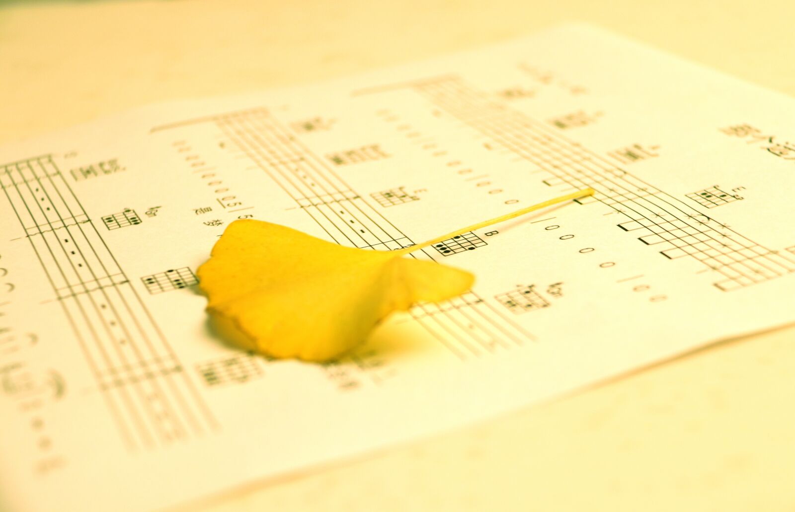 Canon EOS 80D sample photo. Tablature, ginkgo biloba, warm photography