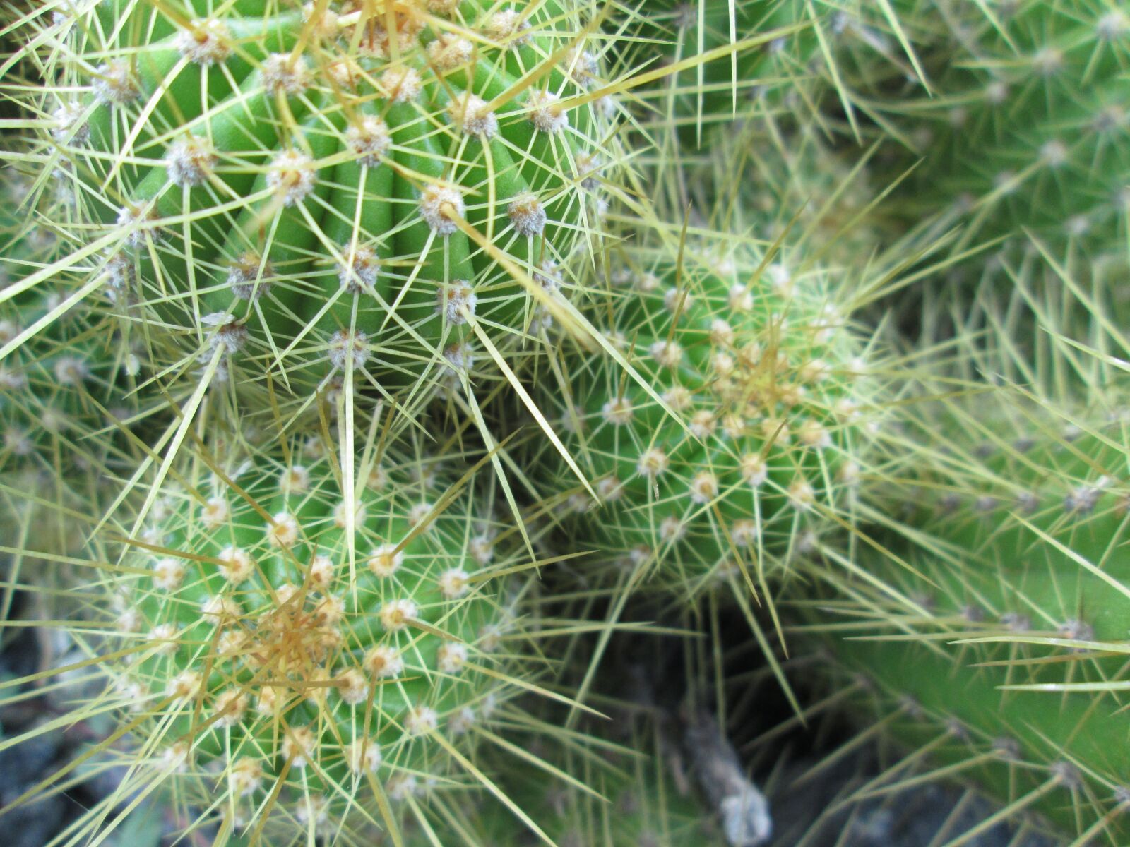 Canon PowerShot A3400 IS sample photo. Cactus, spine, nature photography