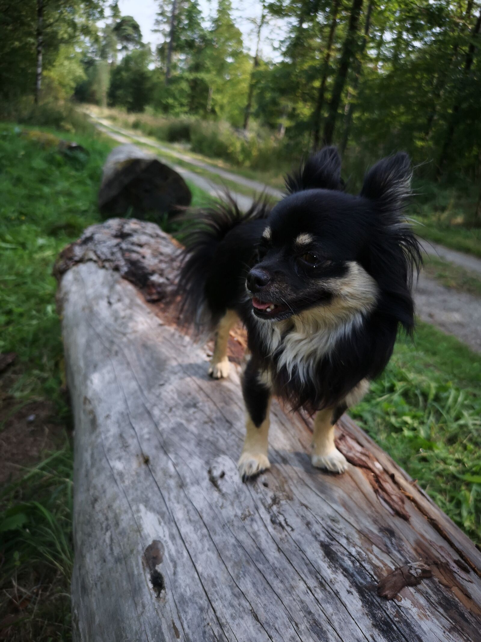 HUAWEI CLT-L29 sample photo. Dog, chihuahua, forest photography