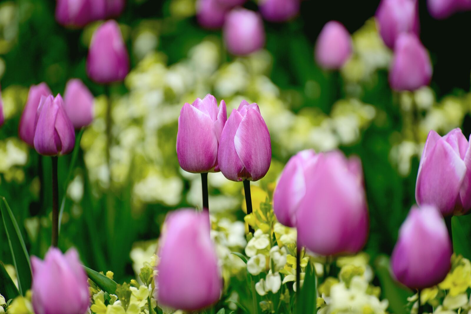Nikon D750 sample photo. Flowers, garden, nature photography