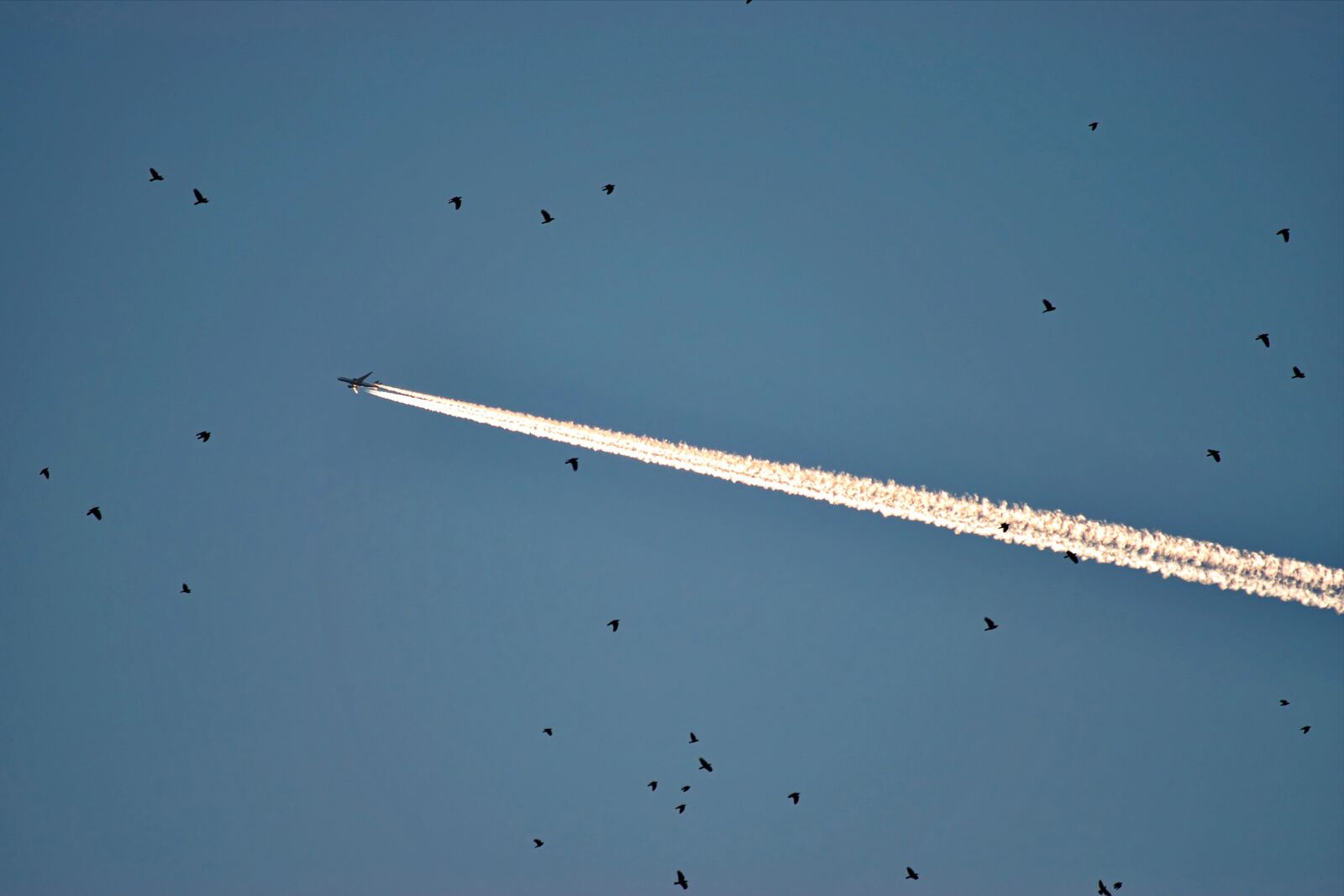 Nikon D5300 sample photo. Sky, blue, birds photography