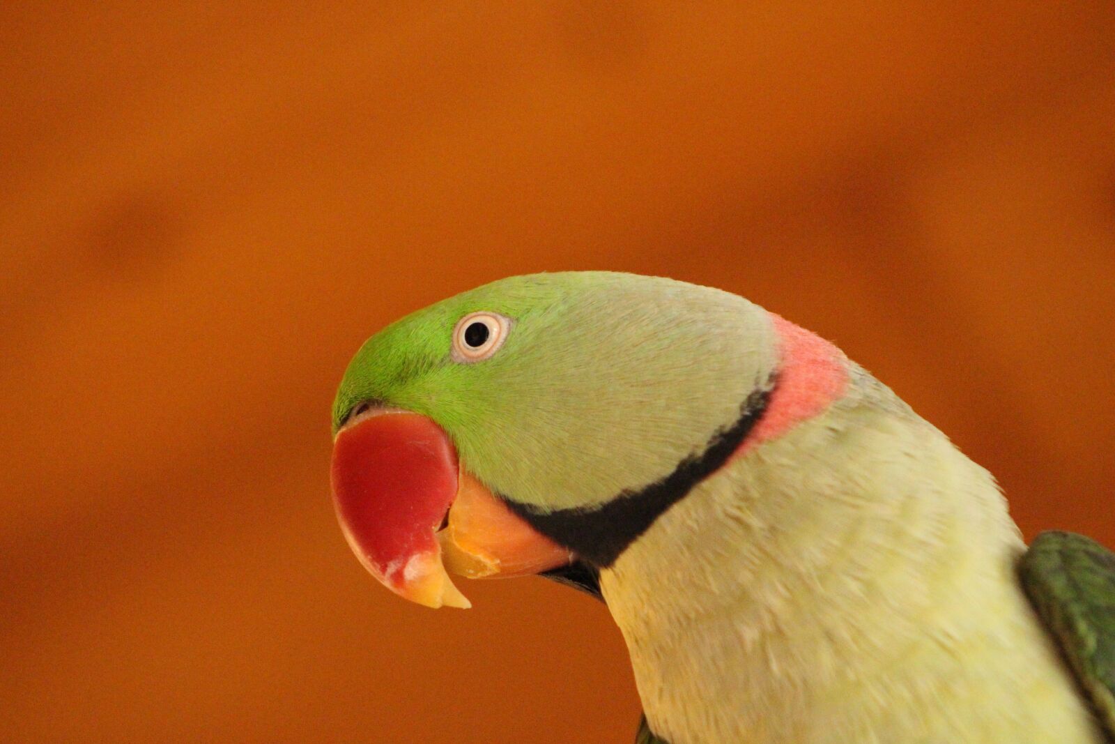 Canon EOS 700D (EOS Rebel T5i / EOS Kiss X7i) sample photo. Bird, parrot, animal photography