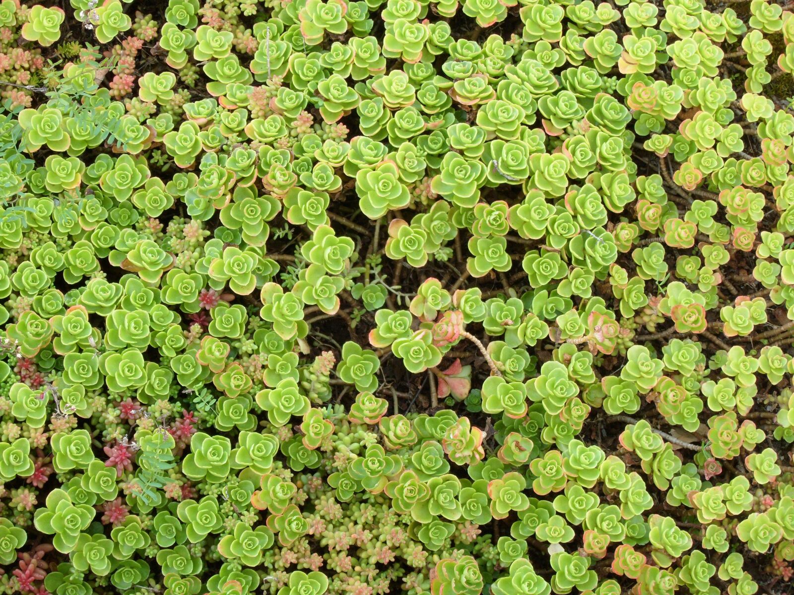 Samsung PL210, PL211 / VLUU PL210, PL211 sample photo. Plant, flower, zoom photography