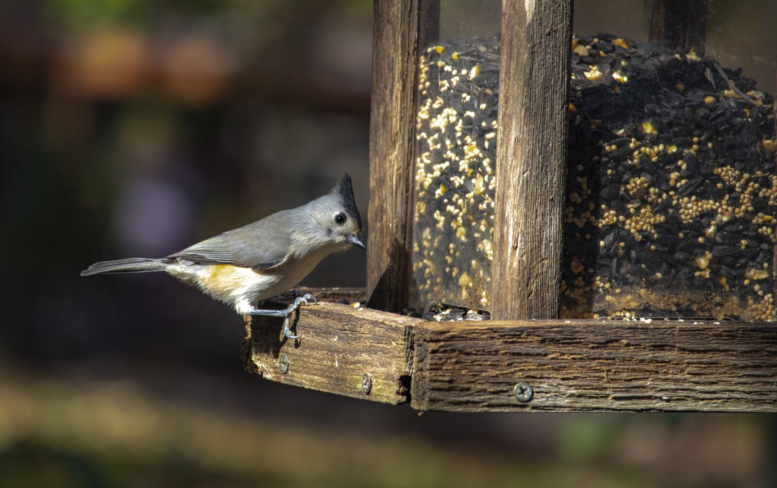 Canon EOS 800D (EOS Rebel T7i / EOS Kiss X9i) + Canon EF-S 55-250mm F4-5.6 IS STM sample photo. Bird, cute, tufted titmouse photography