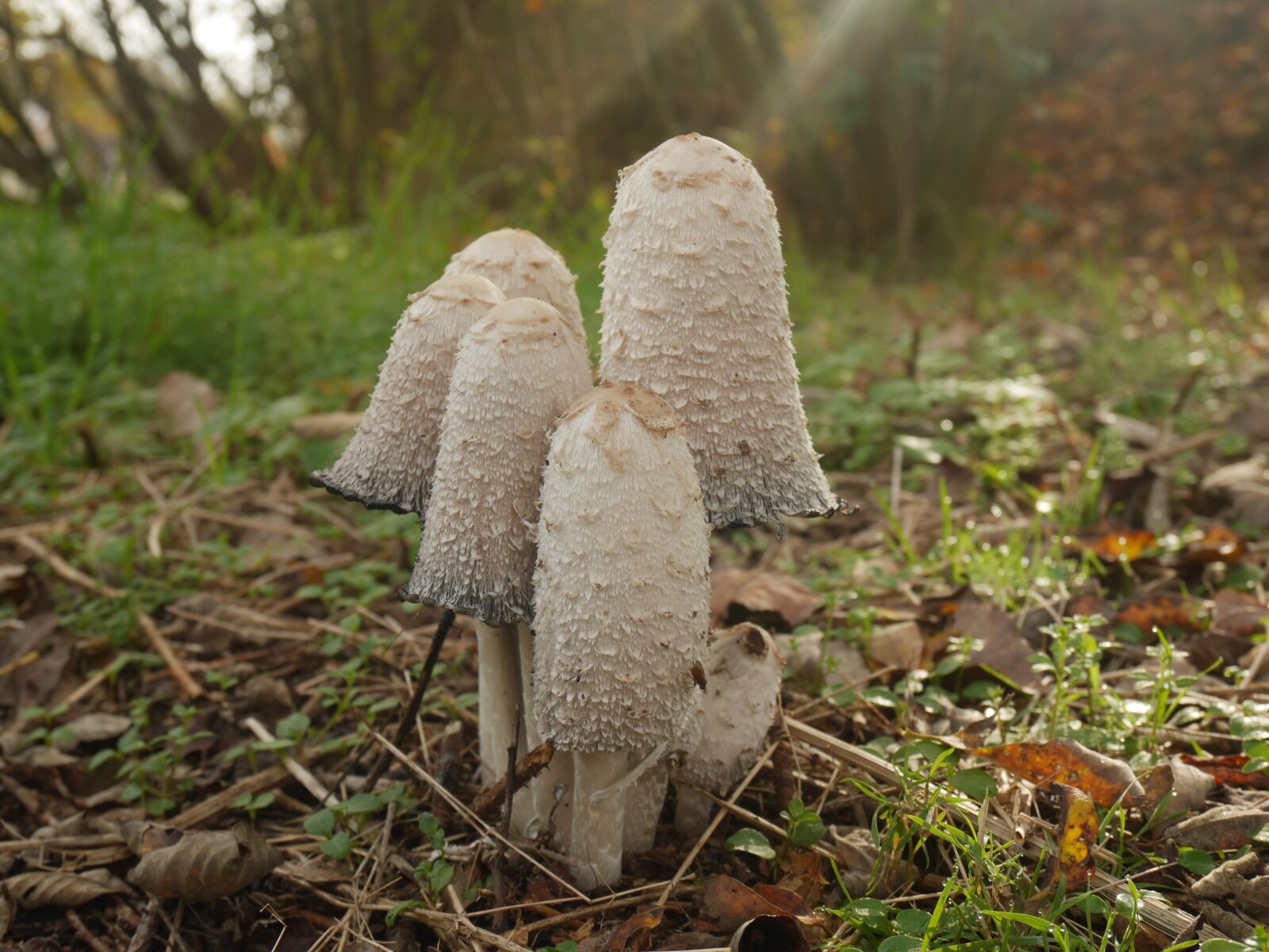 Panasonic Lumix DMC-GF7 sample photo. Fungi, forest, mushroom photography