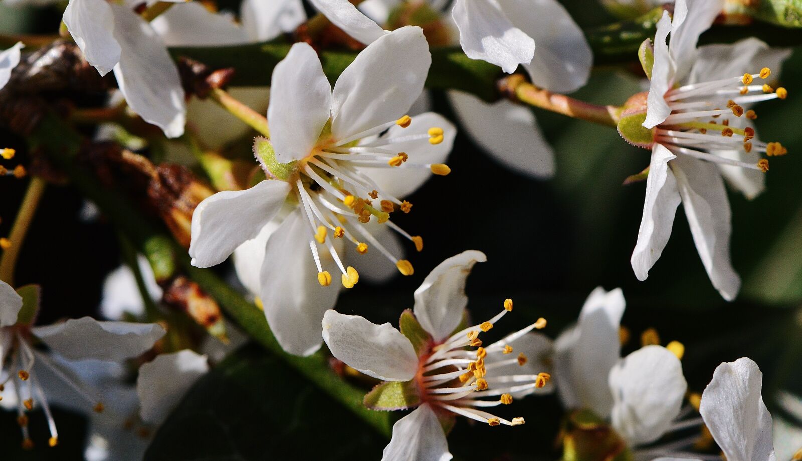 Nikon D3200 sample photo. Spring, blossom, bloom photography