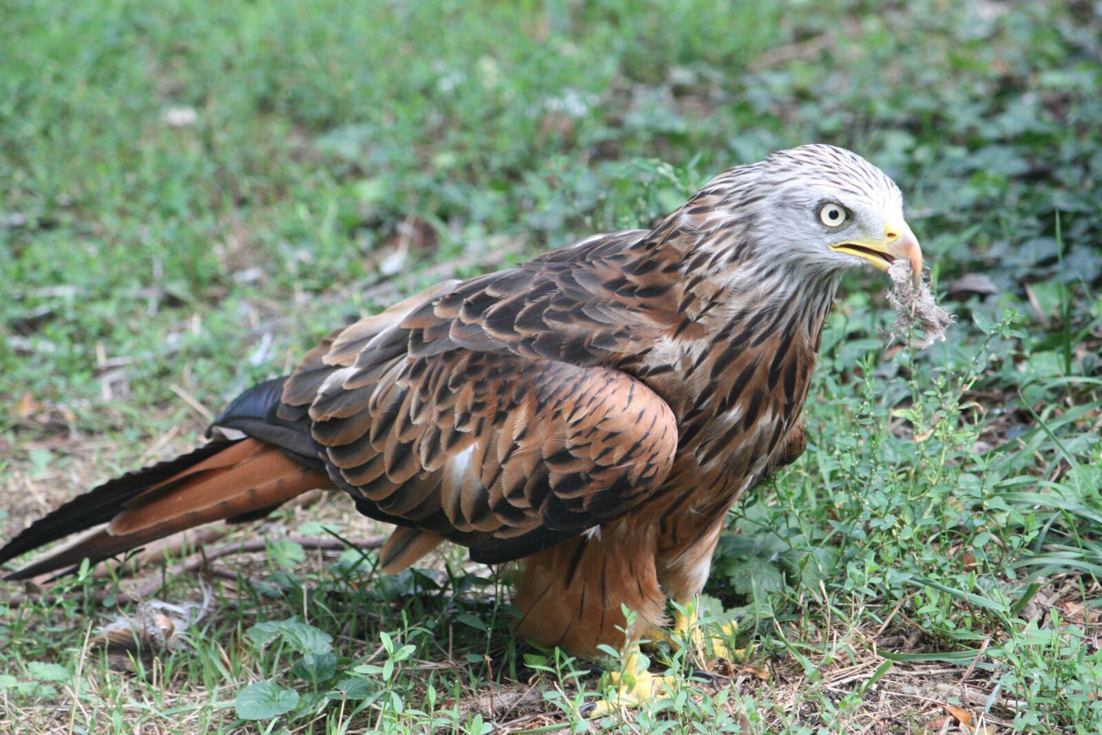 Canon EOS 450D (EOS Rebel XSi / EOS Kiss X2) sample photo. Milan royal, auvergne, bird photography