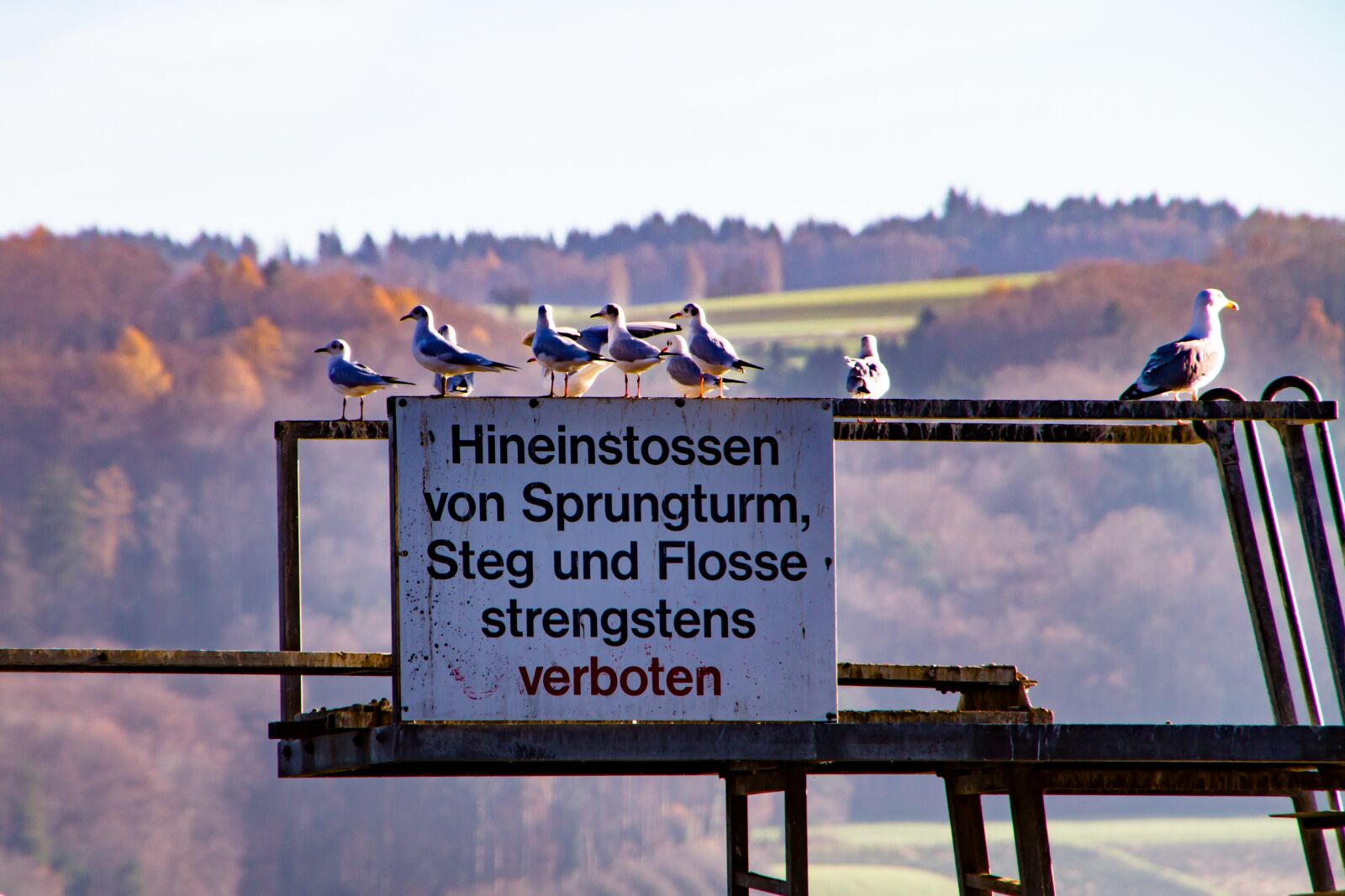 Canon EOS 7D sample photo. Sign, sprungturm, gulls photography