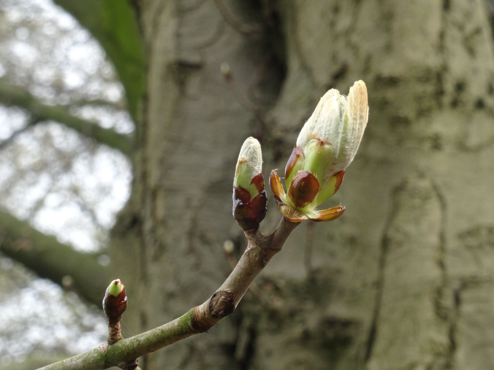 Sony DSC-HX50 sample photo. Nature, tree, flower photography