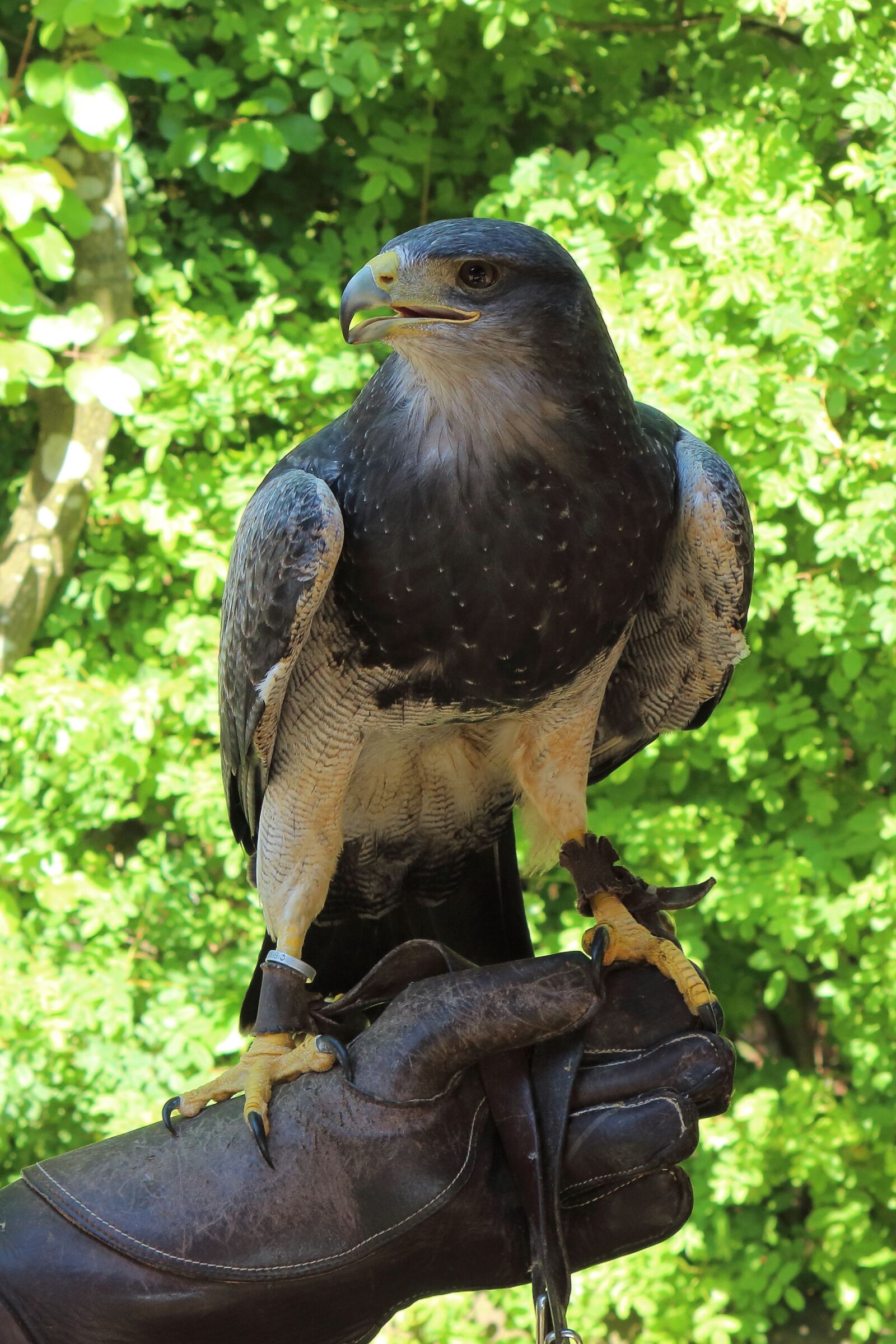 Canon EF-S 55-250mm F4-5.6 IS II sample photo. Raptor, adler, bird of photography