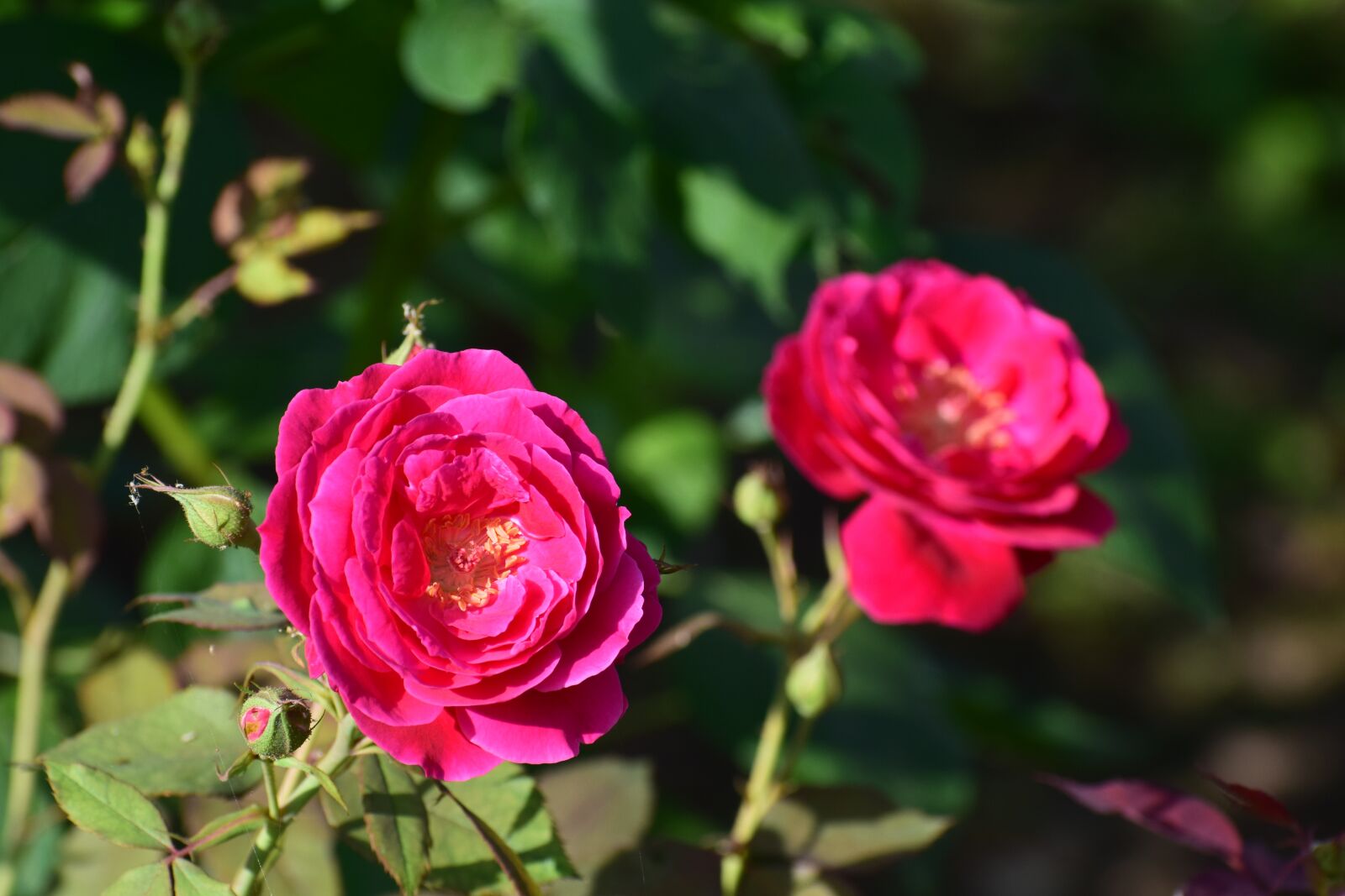 Nikon D3300 sample photo. Rose, flower, nature photography