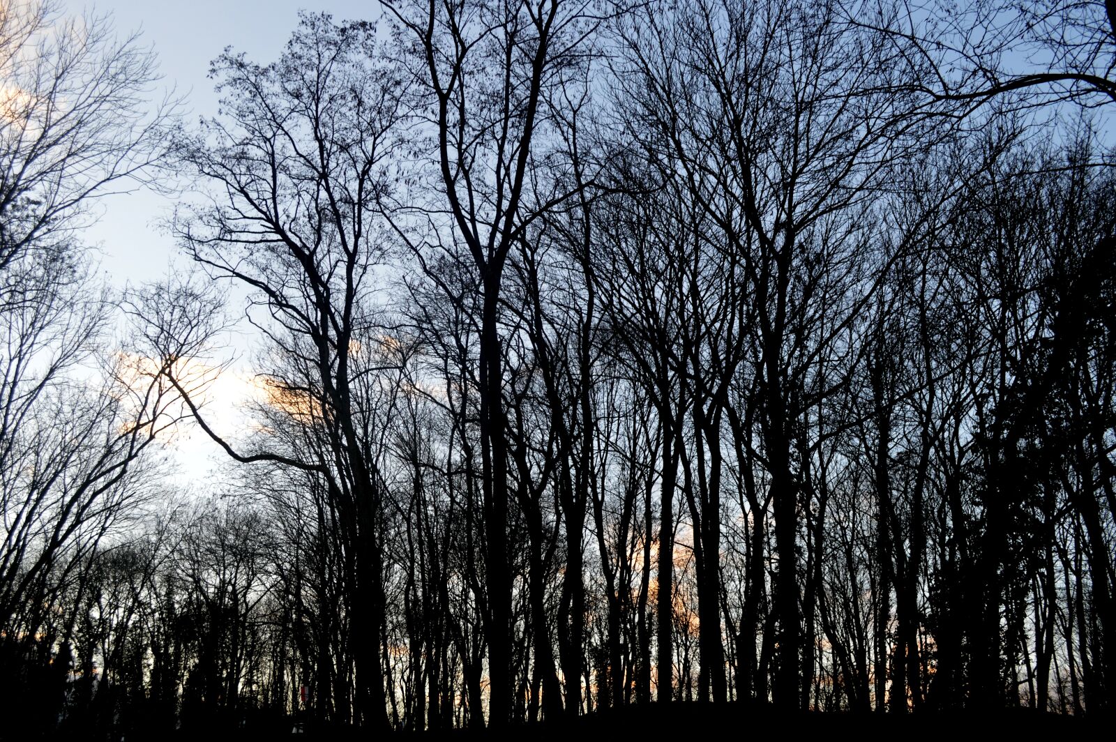 Nikon D3200 sample photo. Forest, winter, nature photography