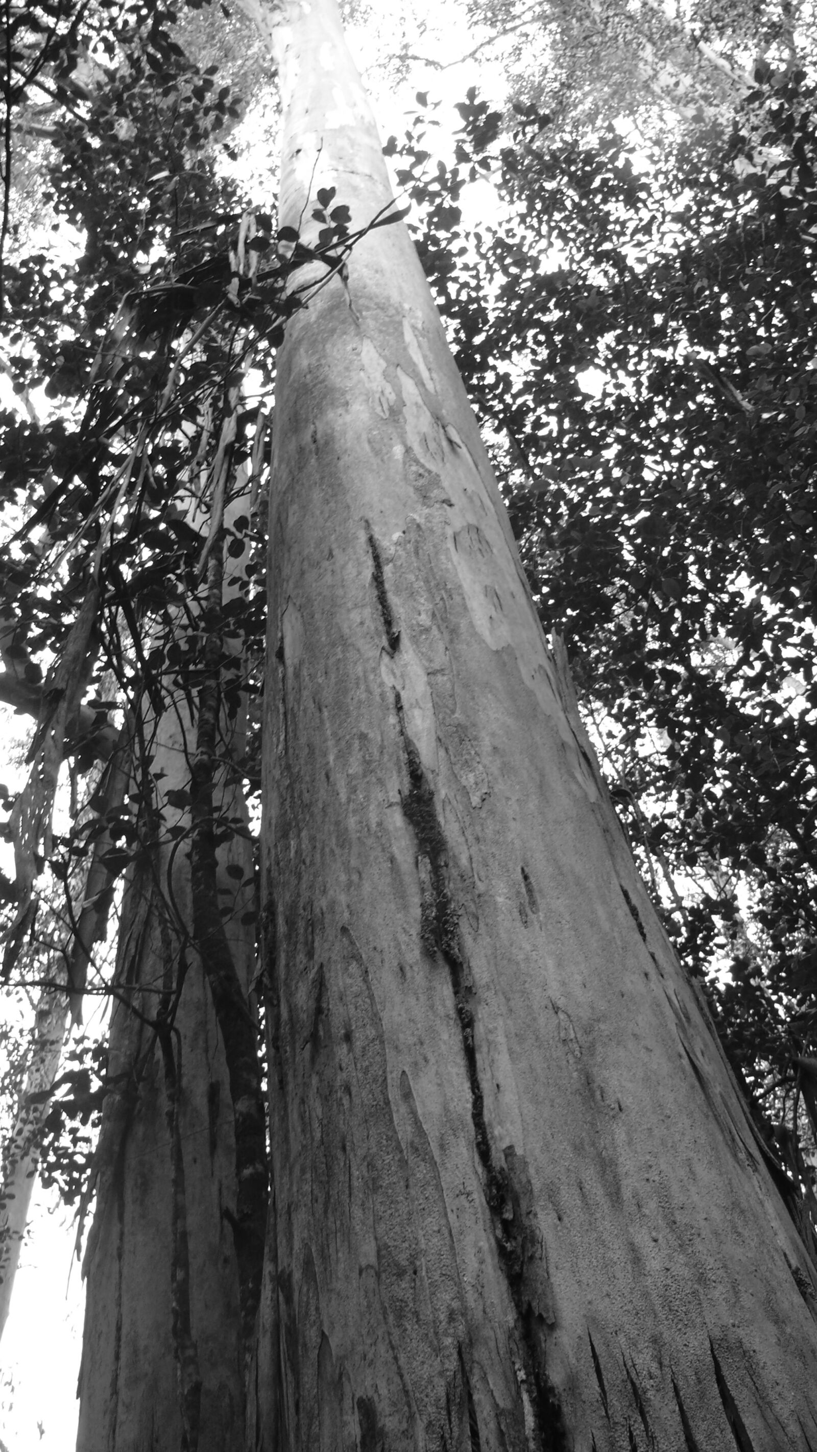 Panasonic DMC-FZ50 sample photo. Tree, nature, wood photography