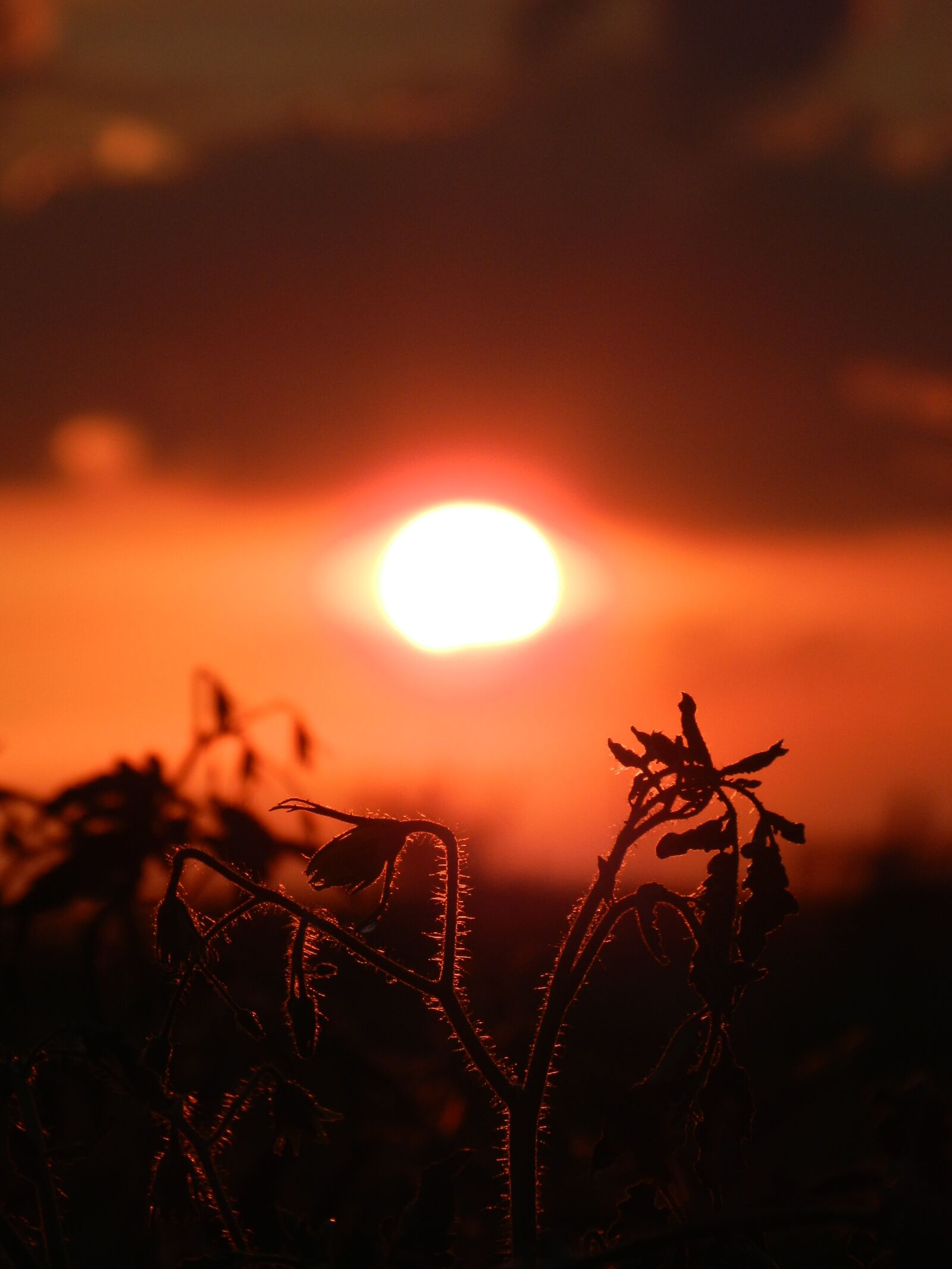 Nikon Coolpix P500 sample photo. Sunset, sun, nature photography