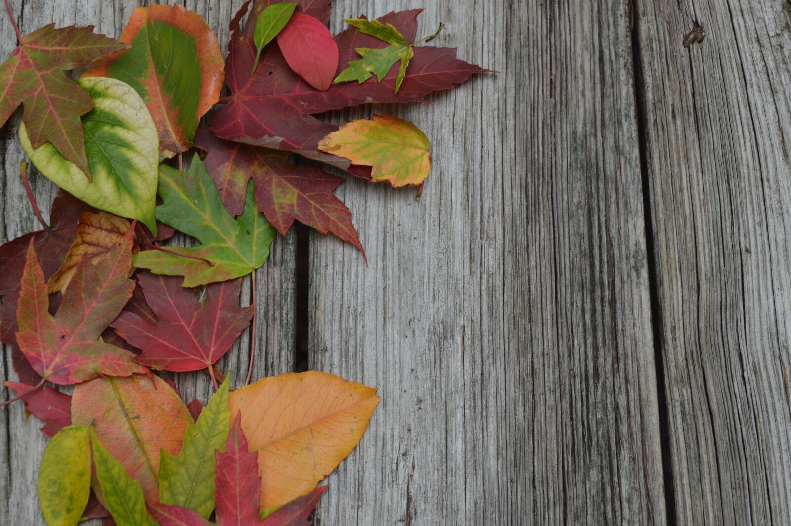 Nikon D3200 sample photo. Fall, leaves, nature photography