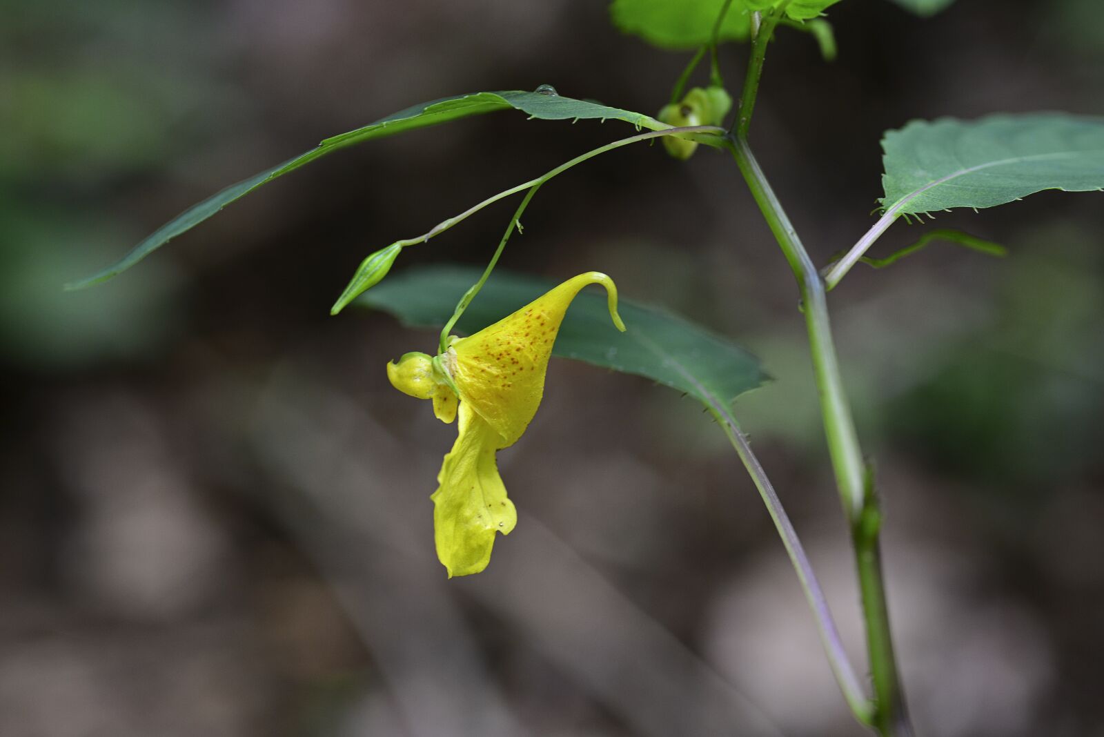 Nikon D800 sample photo. Summer flowers, wildflower, yellow photography
