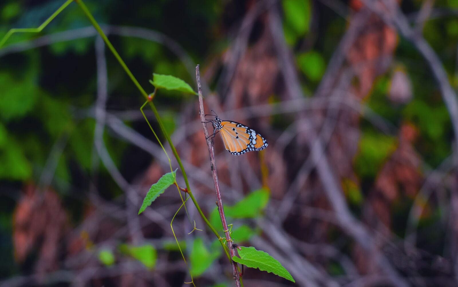 Nikon D7200 sample photo. Butterfly, insect, nature photography