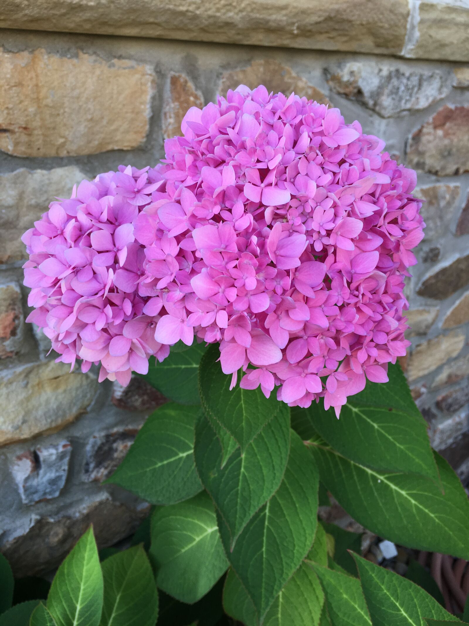 Apple iPhone 6s sample photo. Hydrangea, flower, fall photography